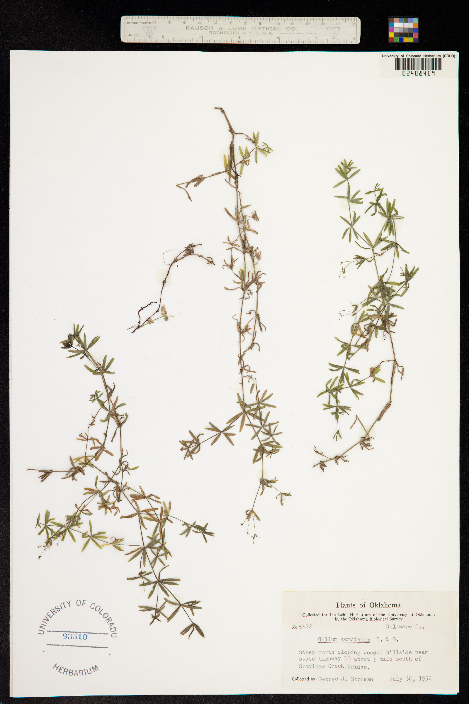 Galium concinnum image