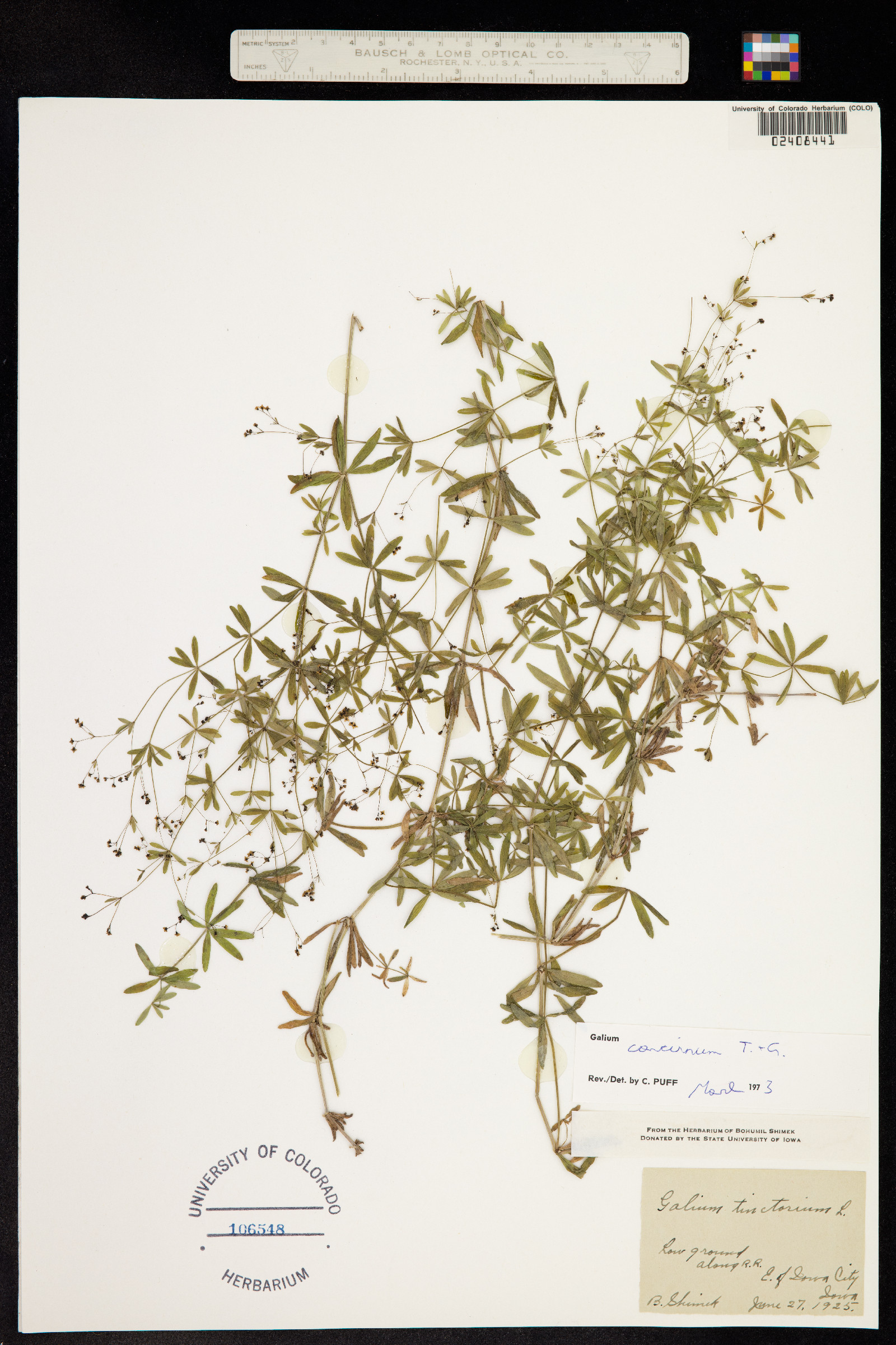 Galium concinnum image