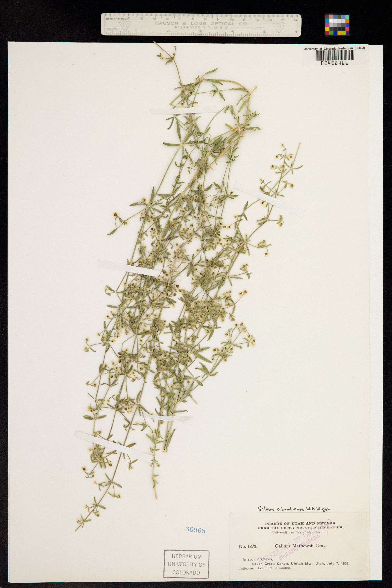Galium coloradoense image