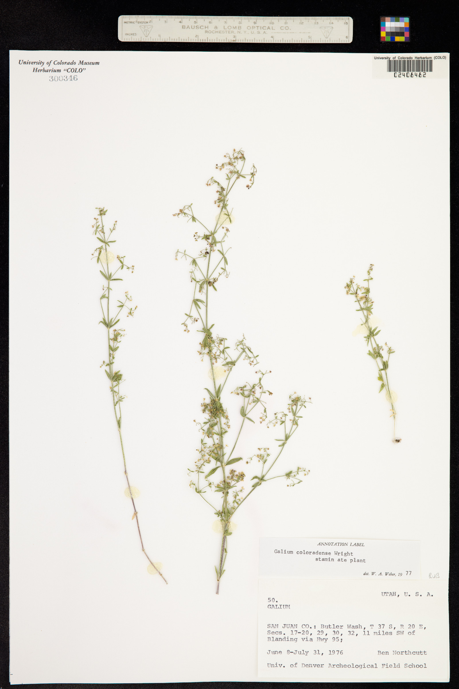 Galium coloradoense image