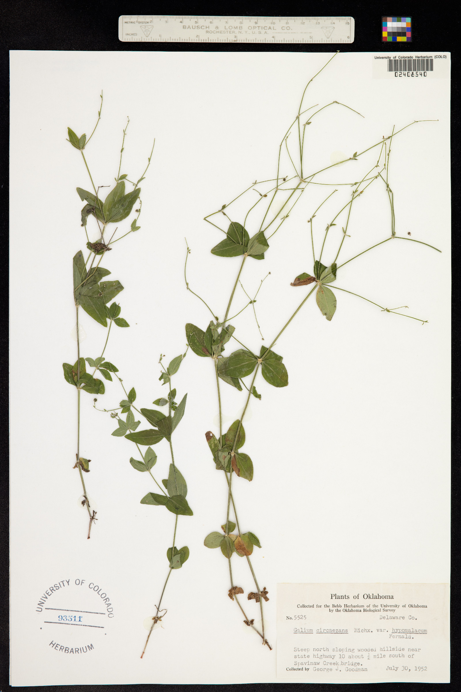 Galium circaezans image