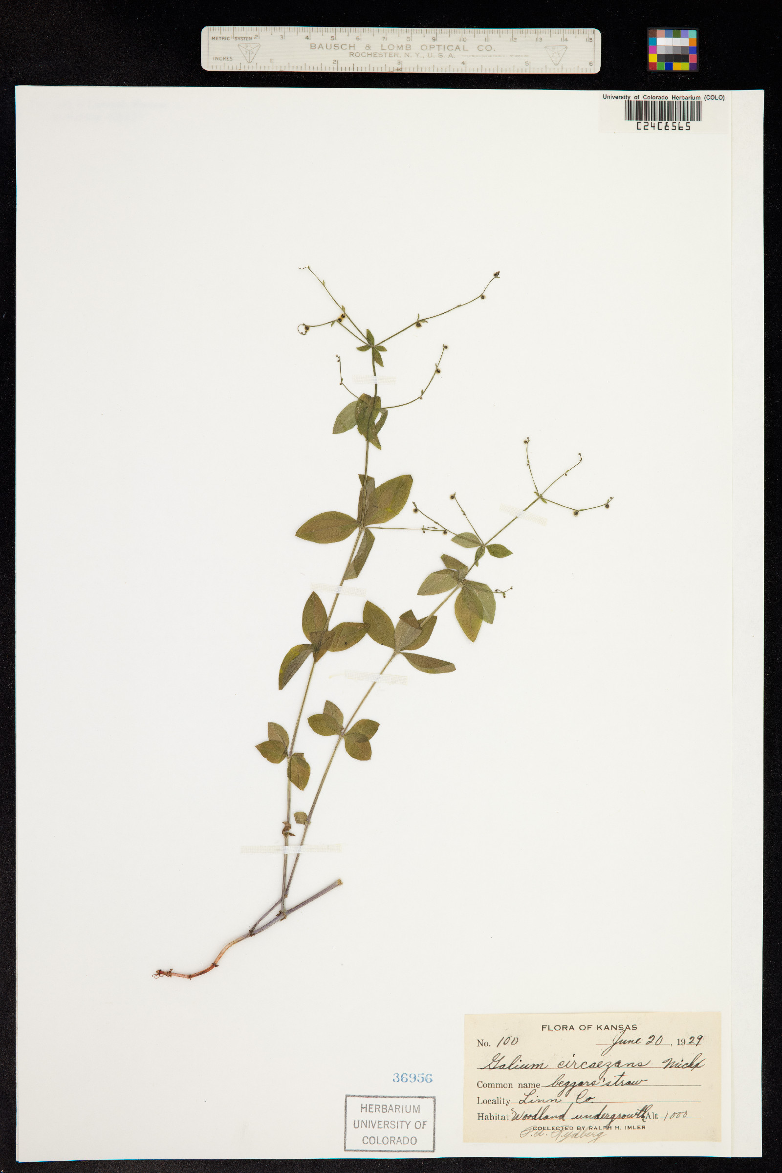 Galium circaezans image