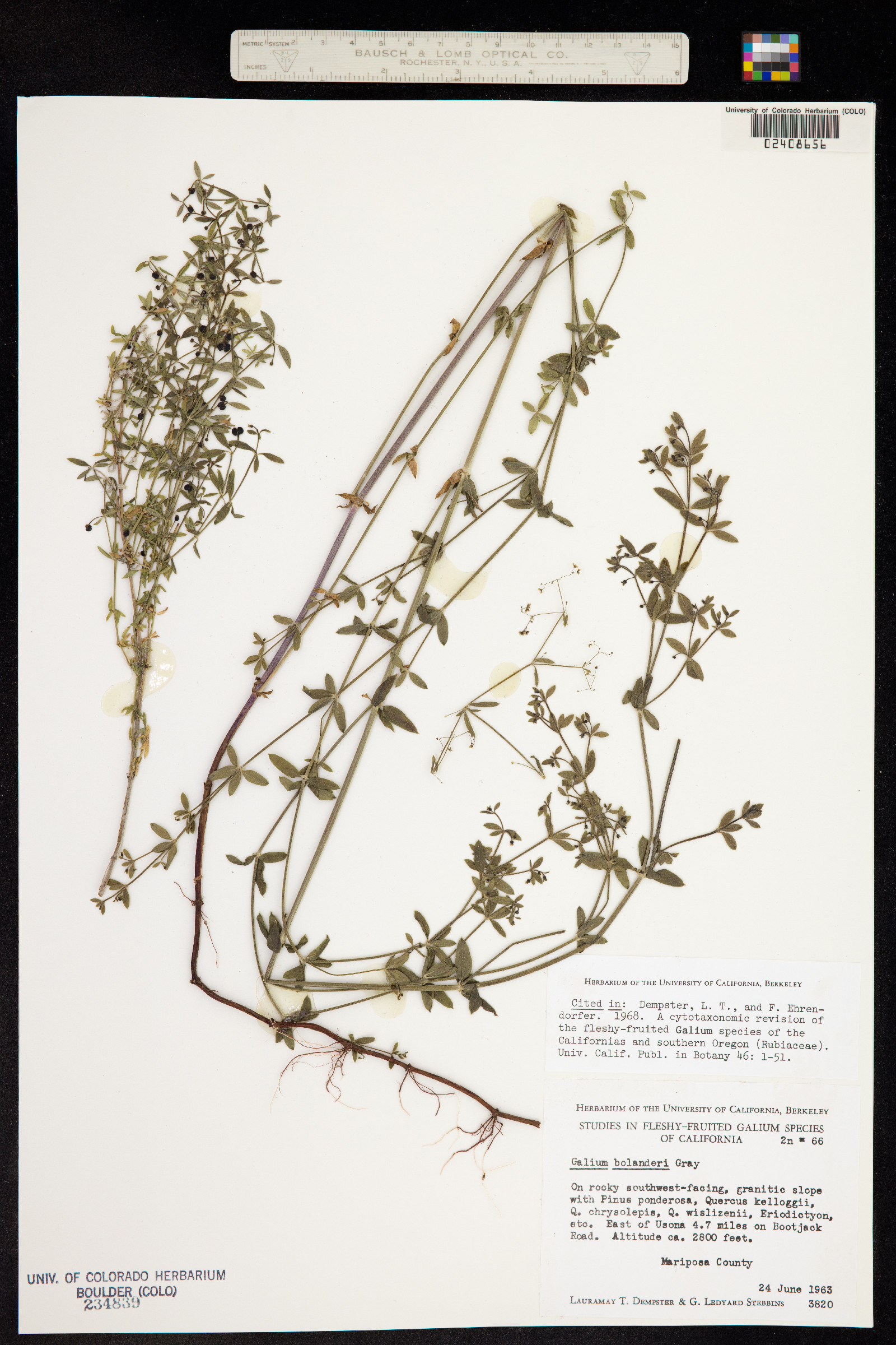 Galium bolanderi image