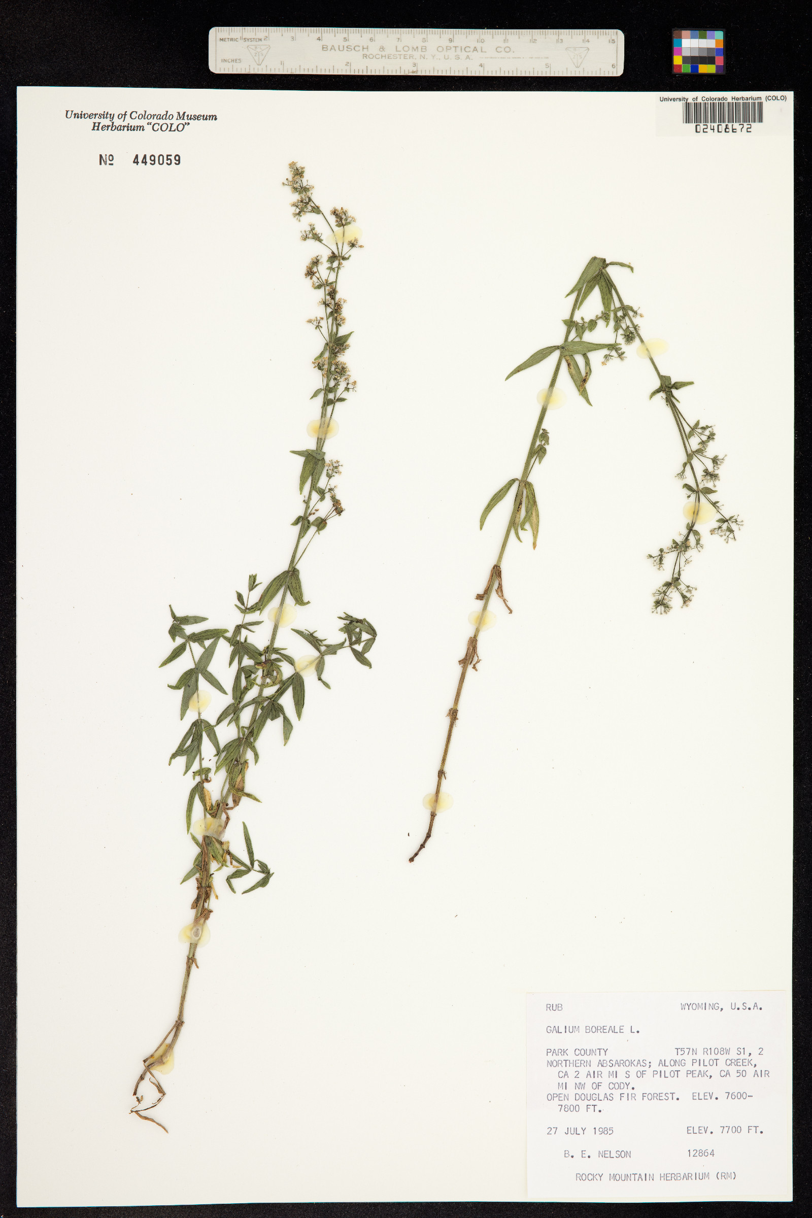 Galium image