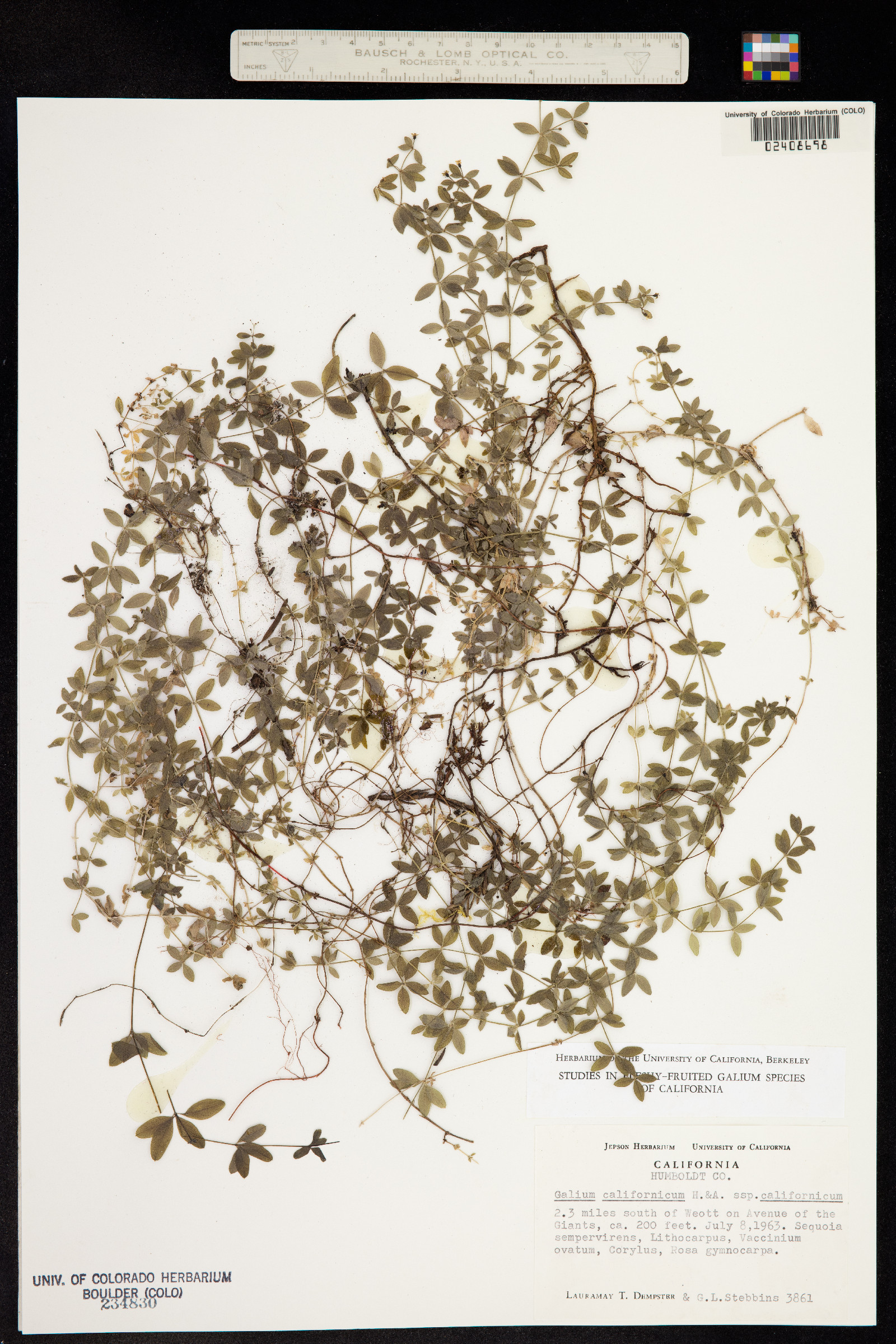 Galium californicum image