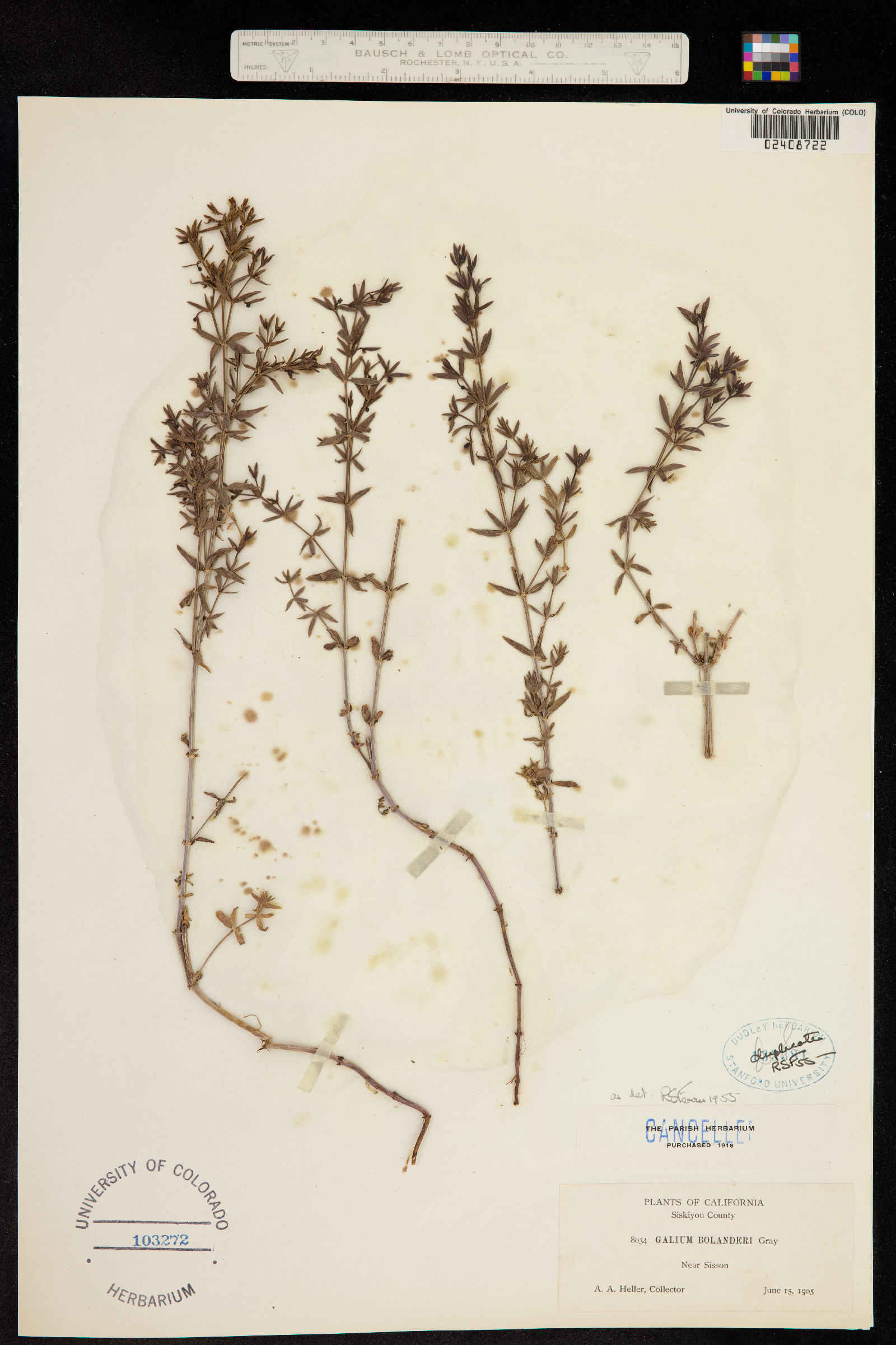 Galium bolanderi image