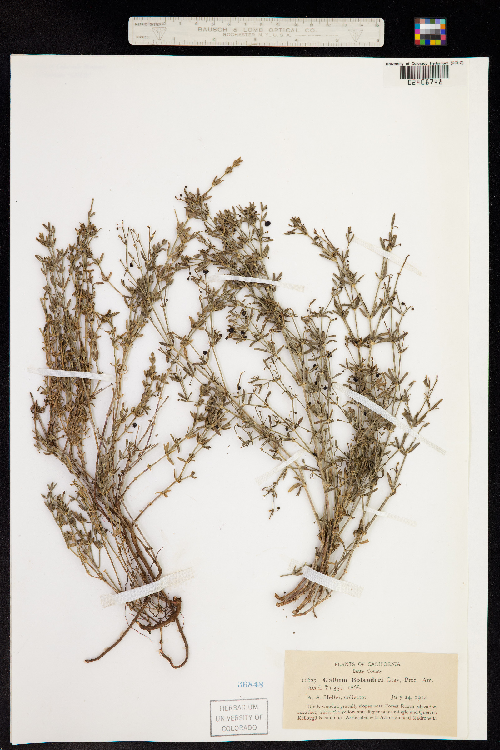 Galium bolanderi image