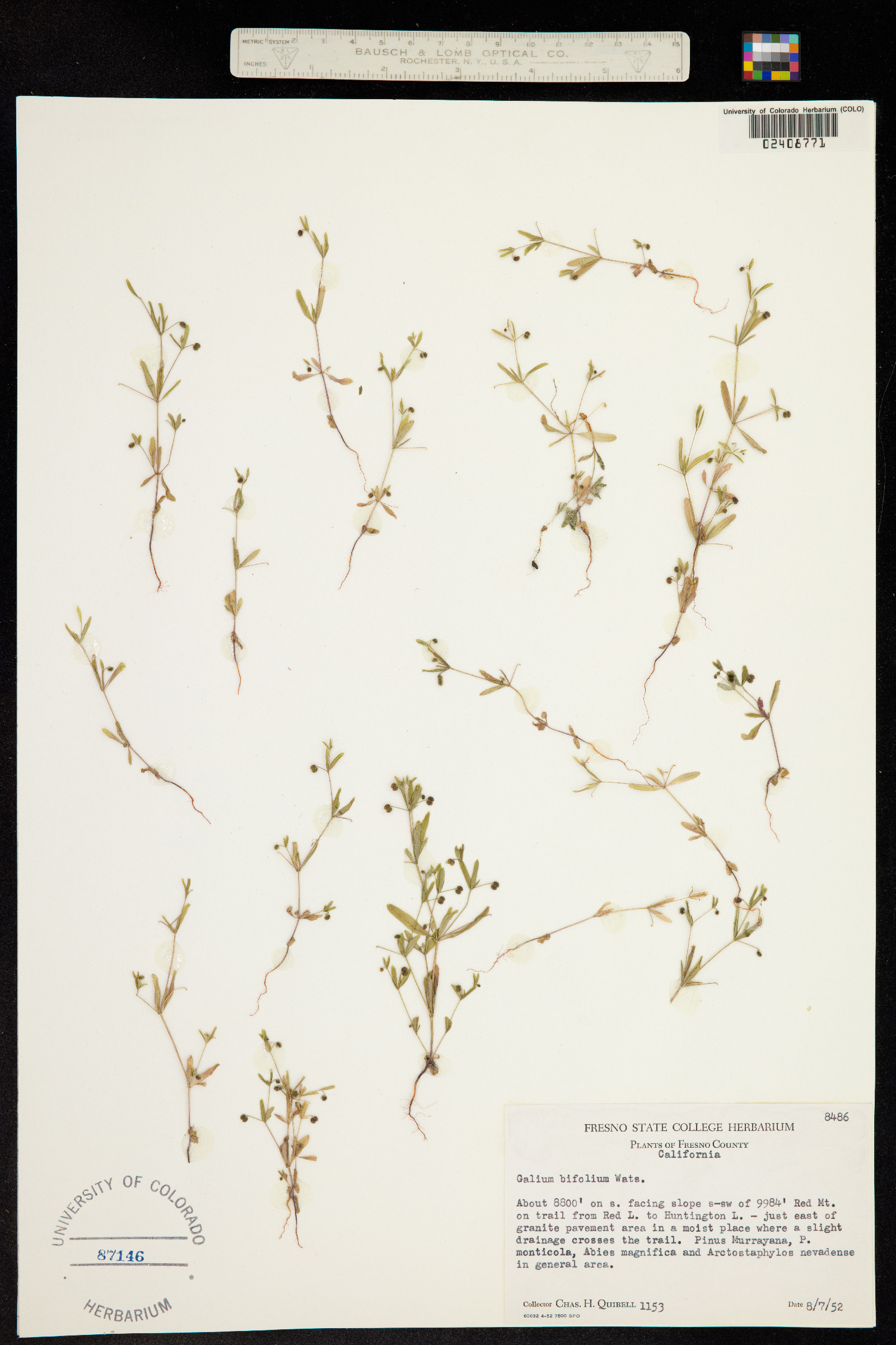 Galium bifolium image