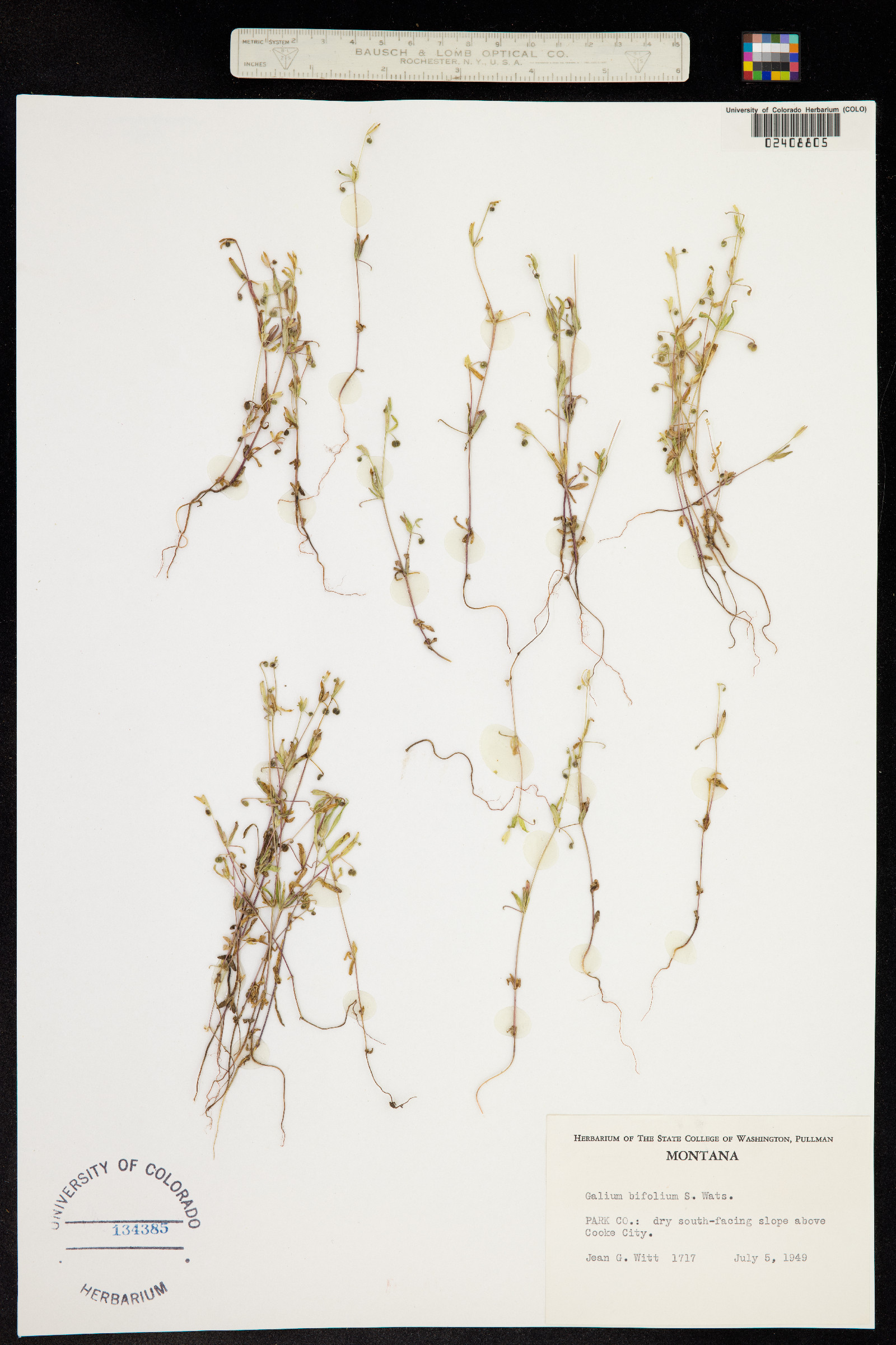 Galium bifolium image