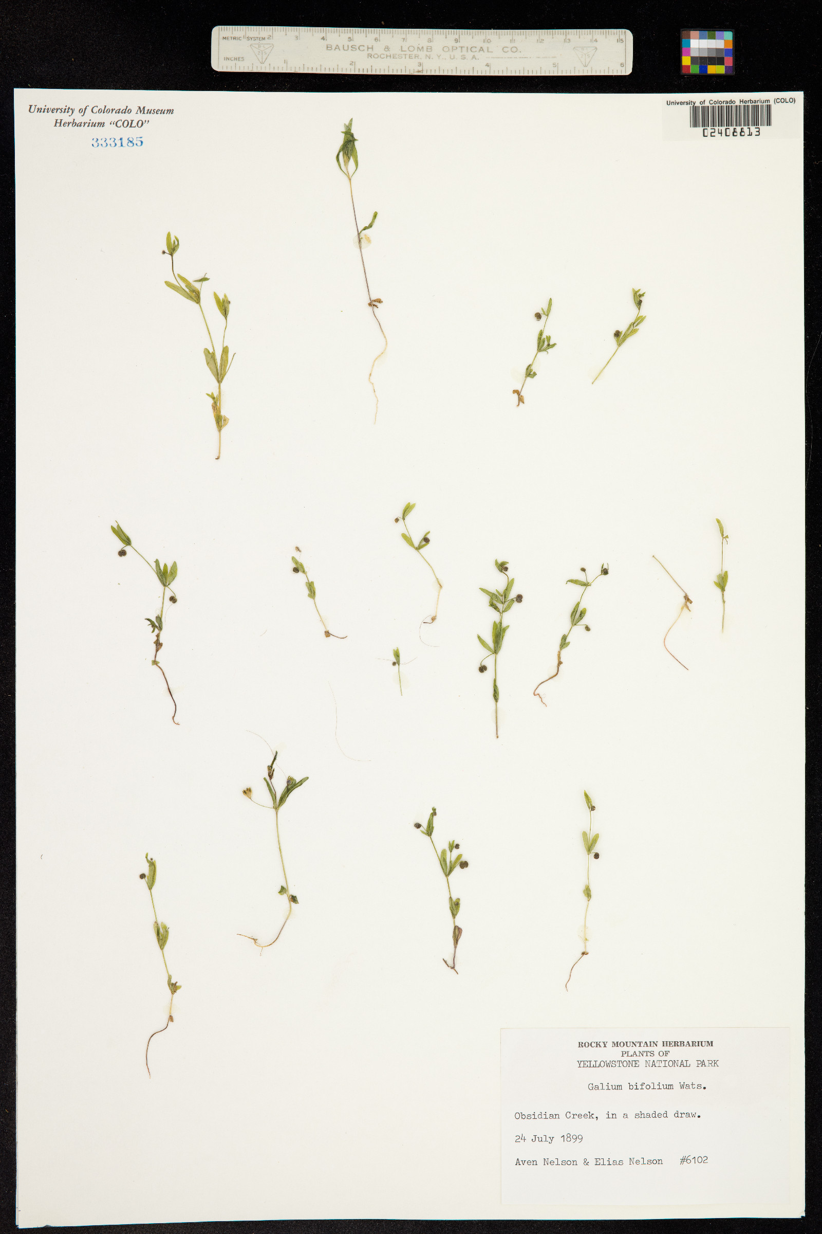Galium bifolium image
