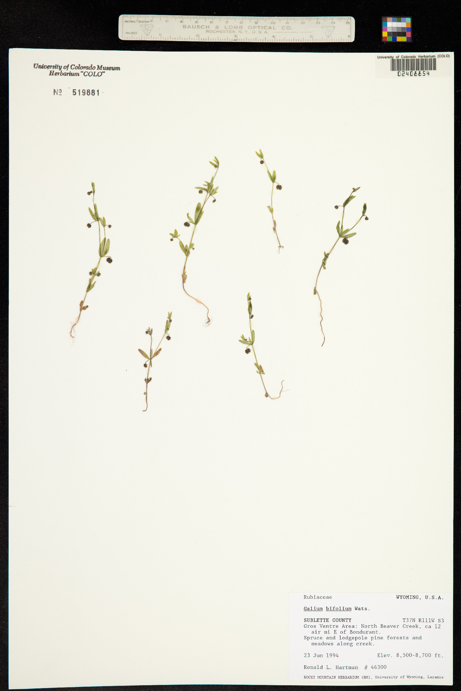 Galium bifolium image