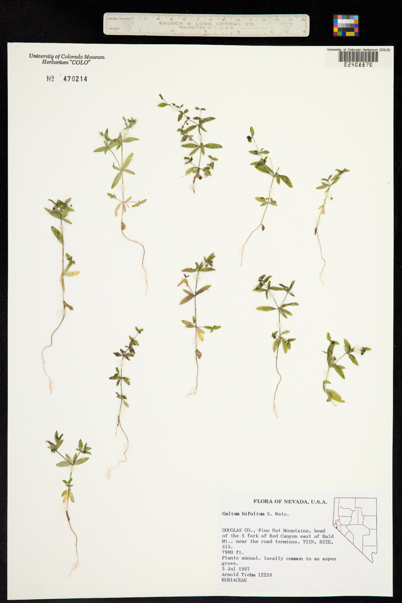 Galium bifolium image