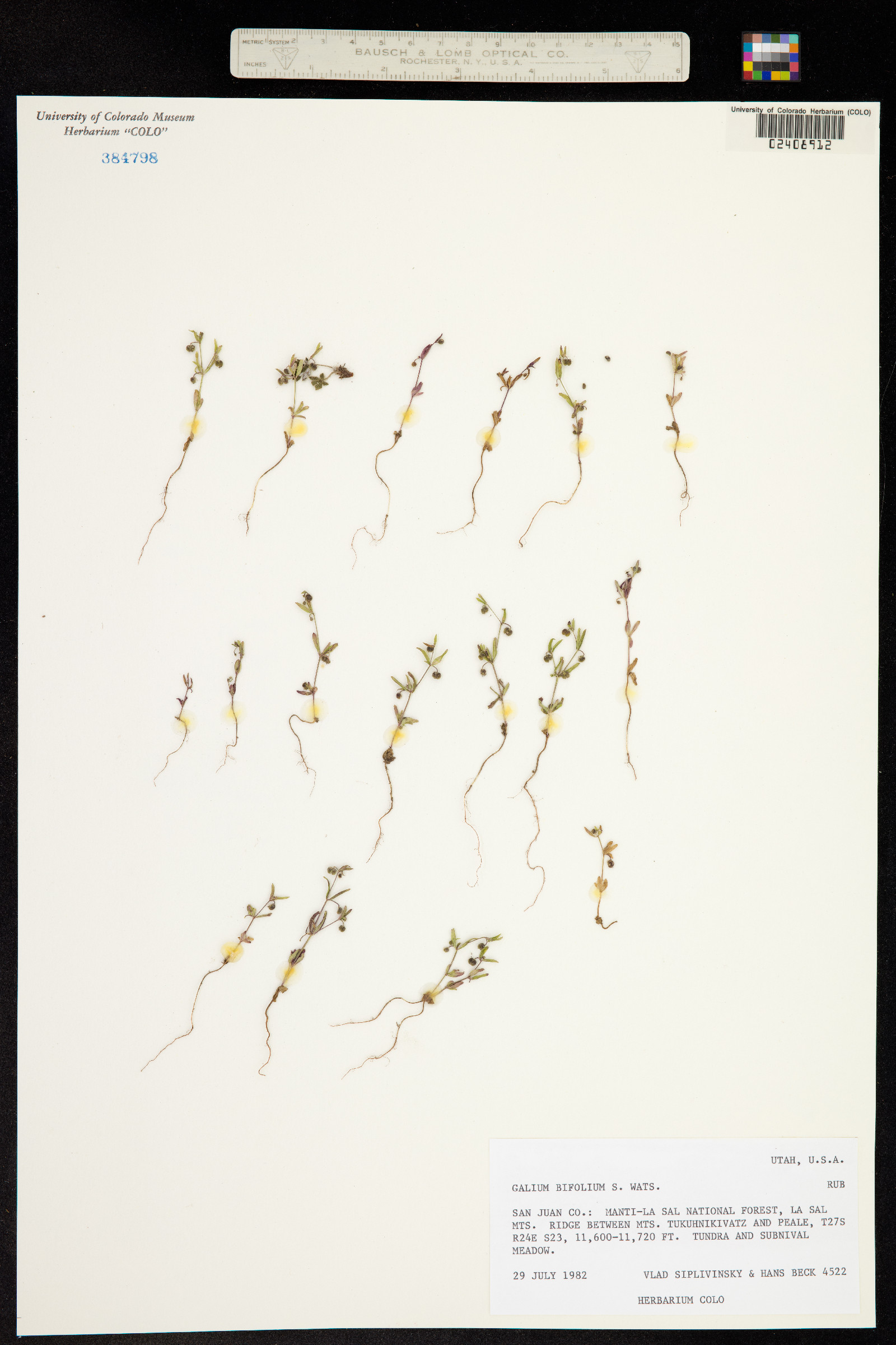 Galium bifolium image