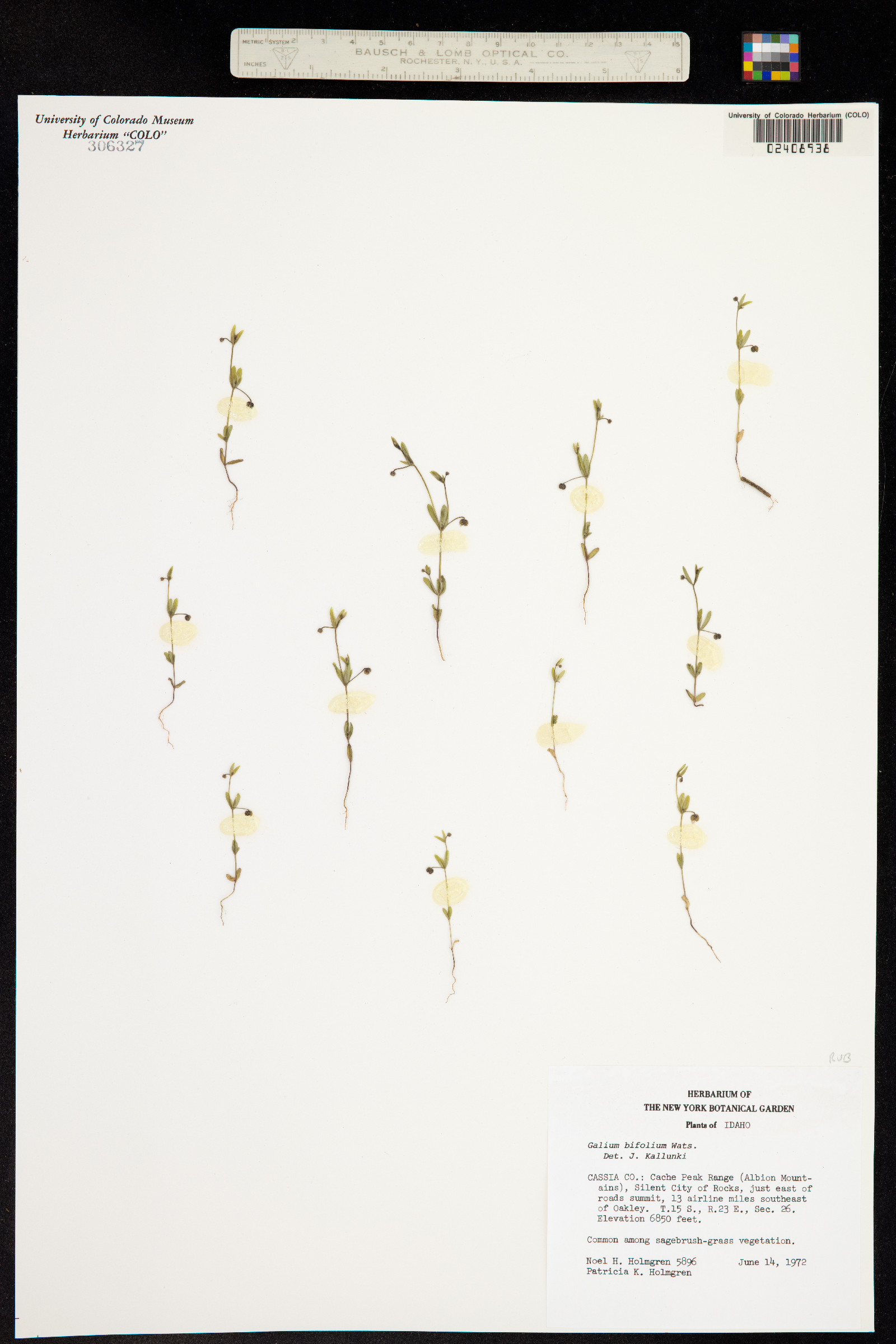 Galium bifolium image
