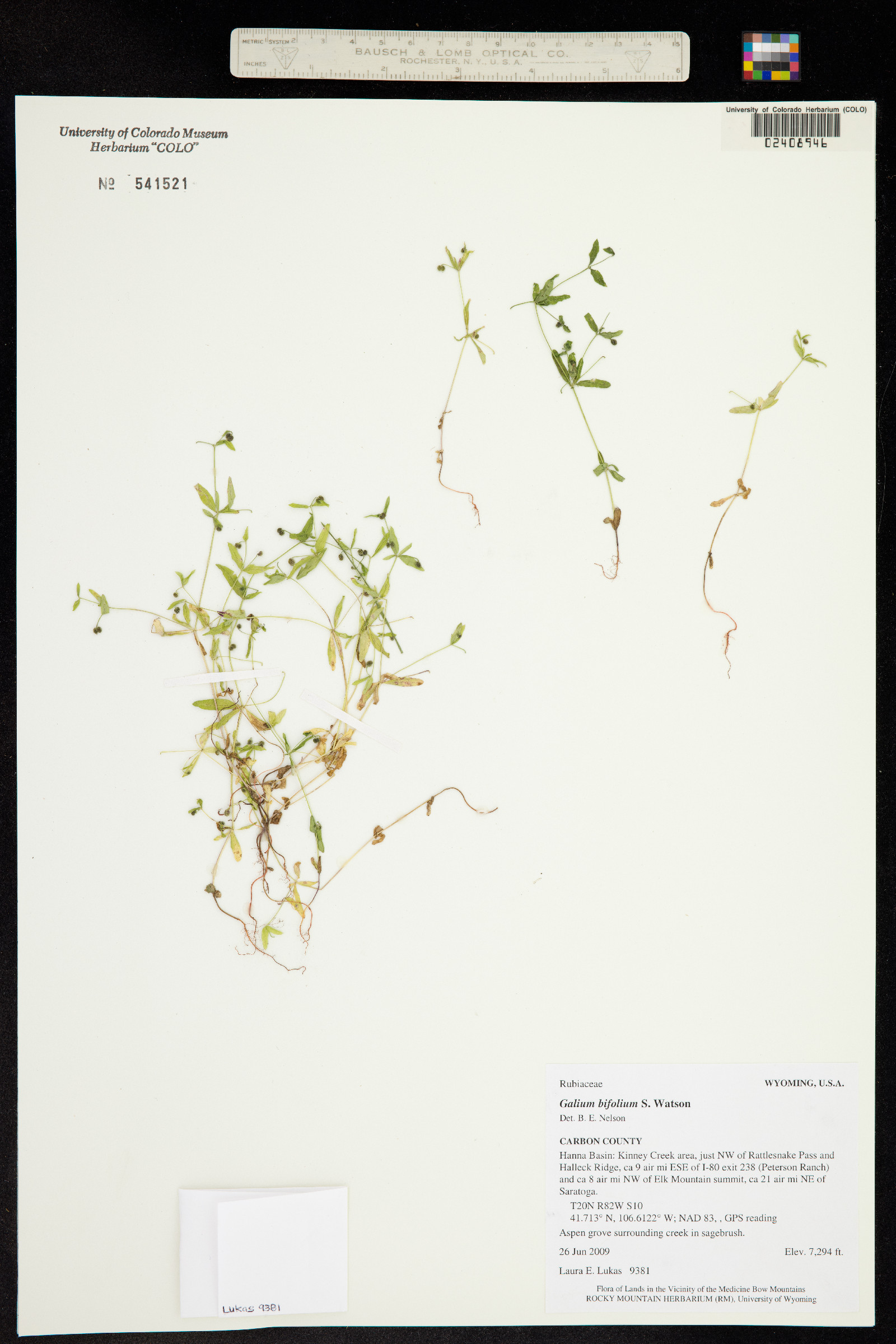 Galium bifolium image