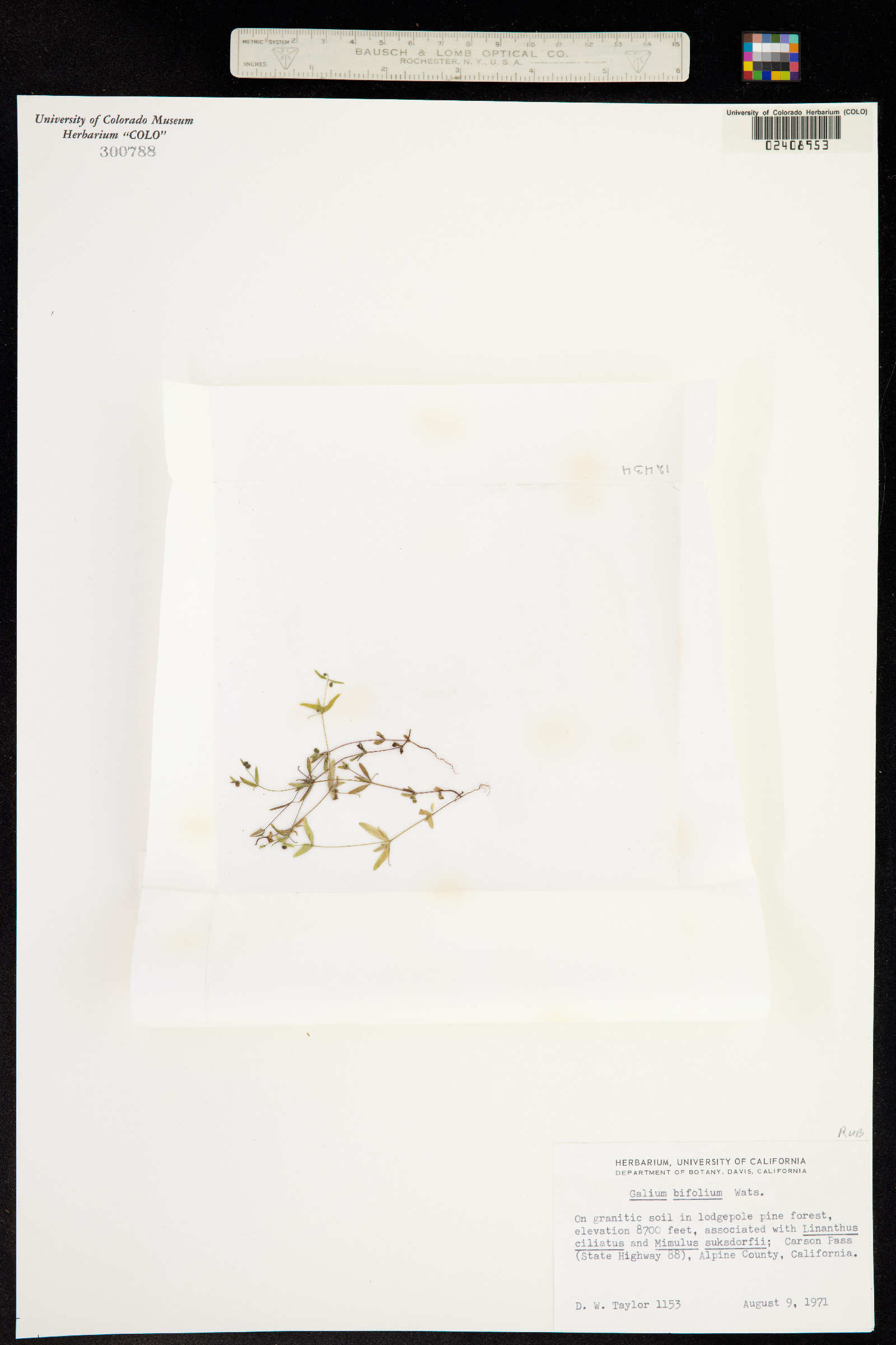 Galium bifolium image