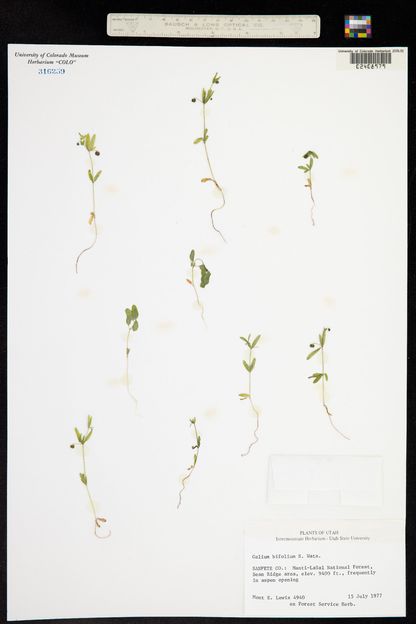 Galium bifolium image