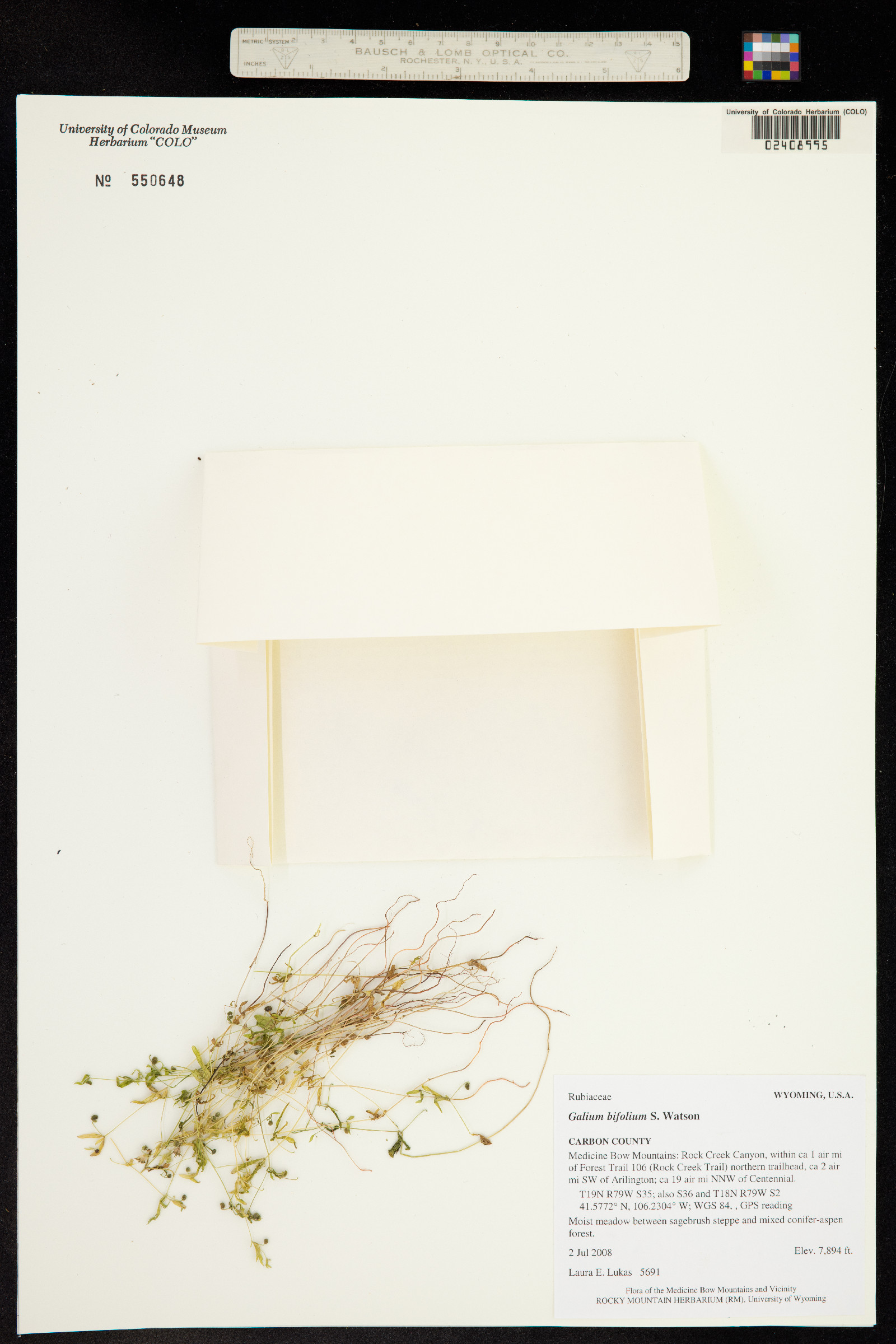 Galium bifolium image