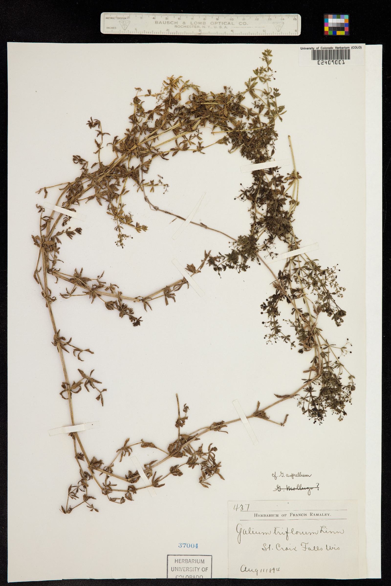 Galium asprellum image