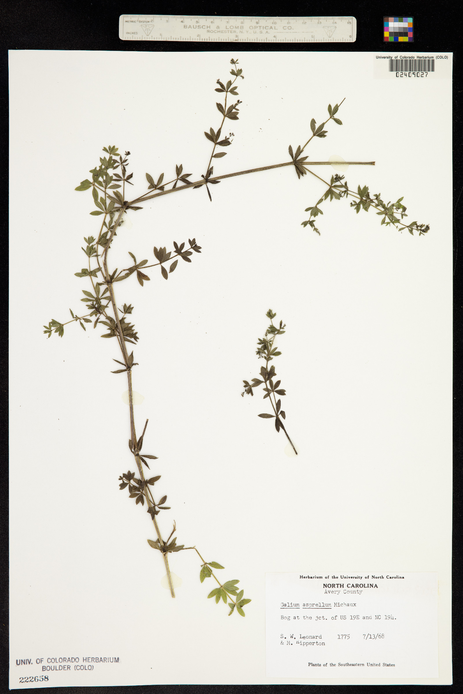 Galium asprellum image