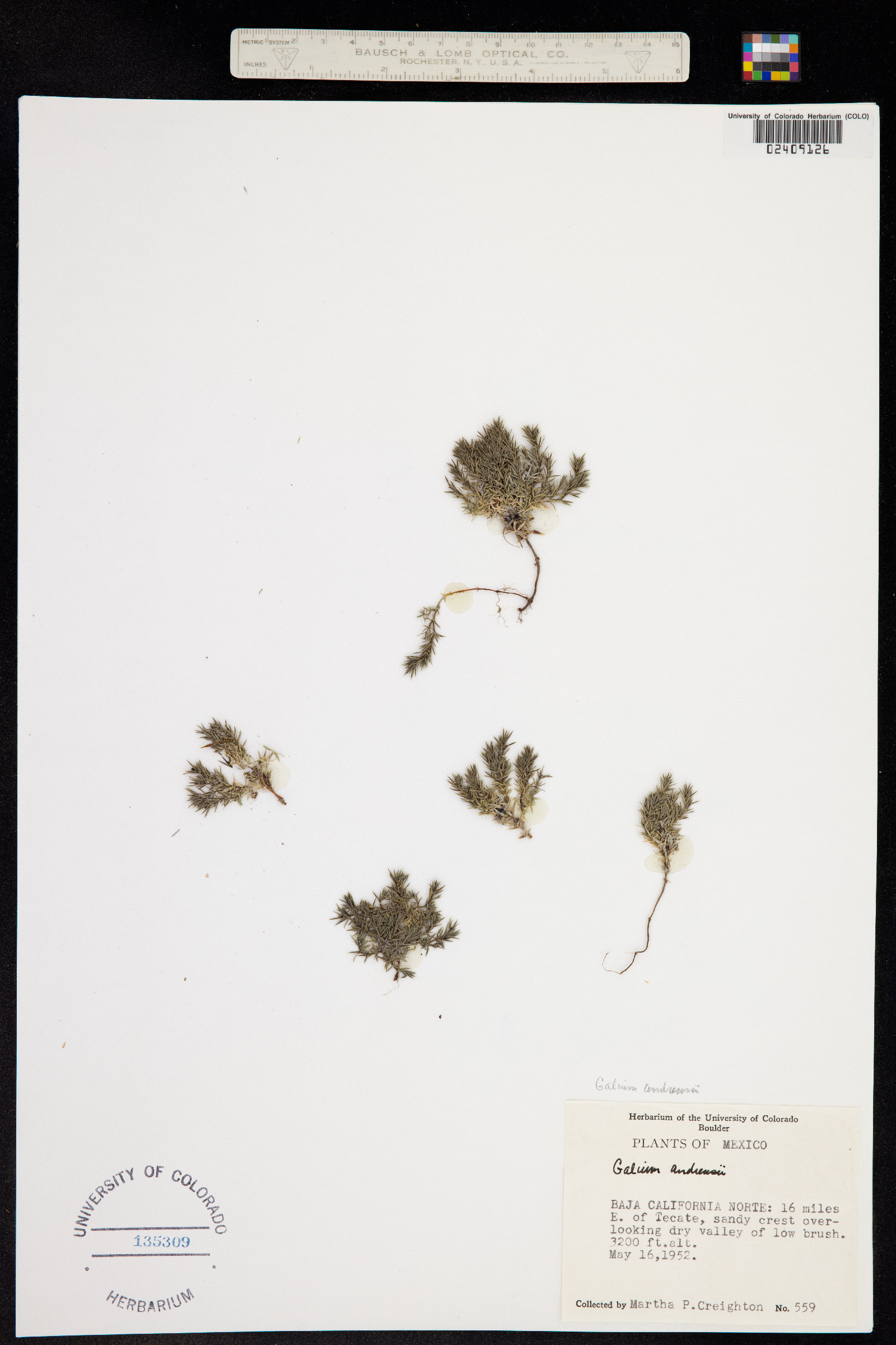 Galium andrewsii image
