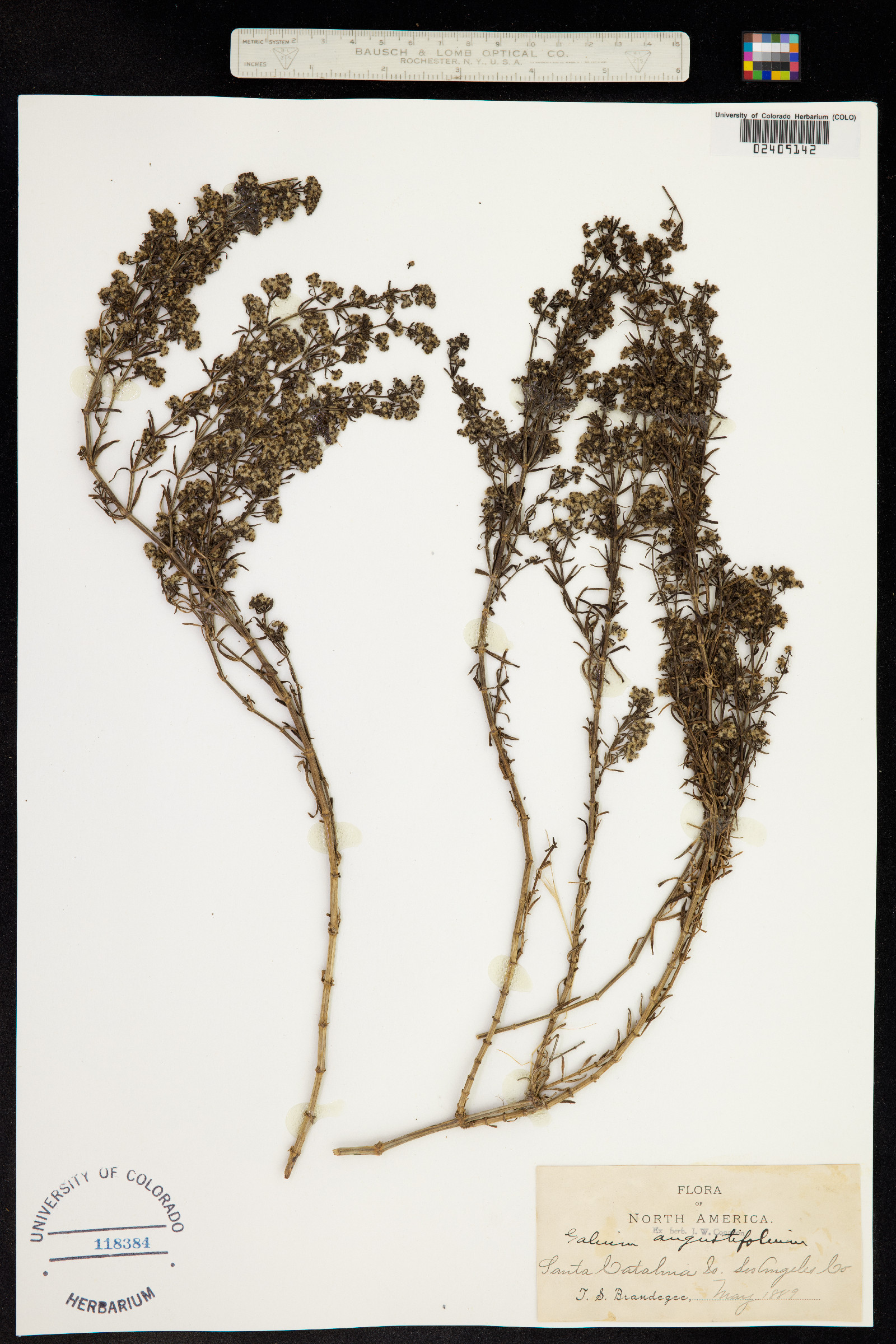 Galium angustifolium image