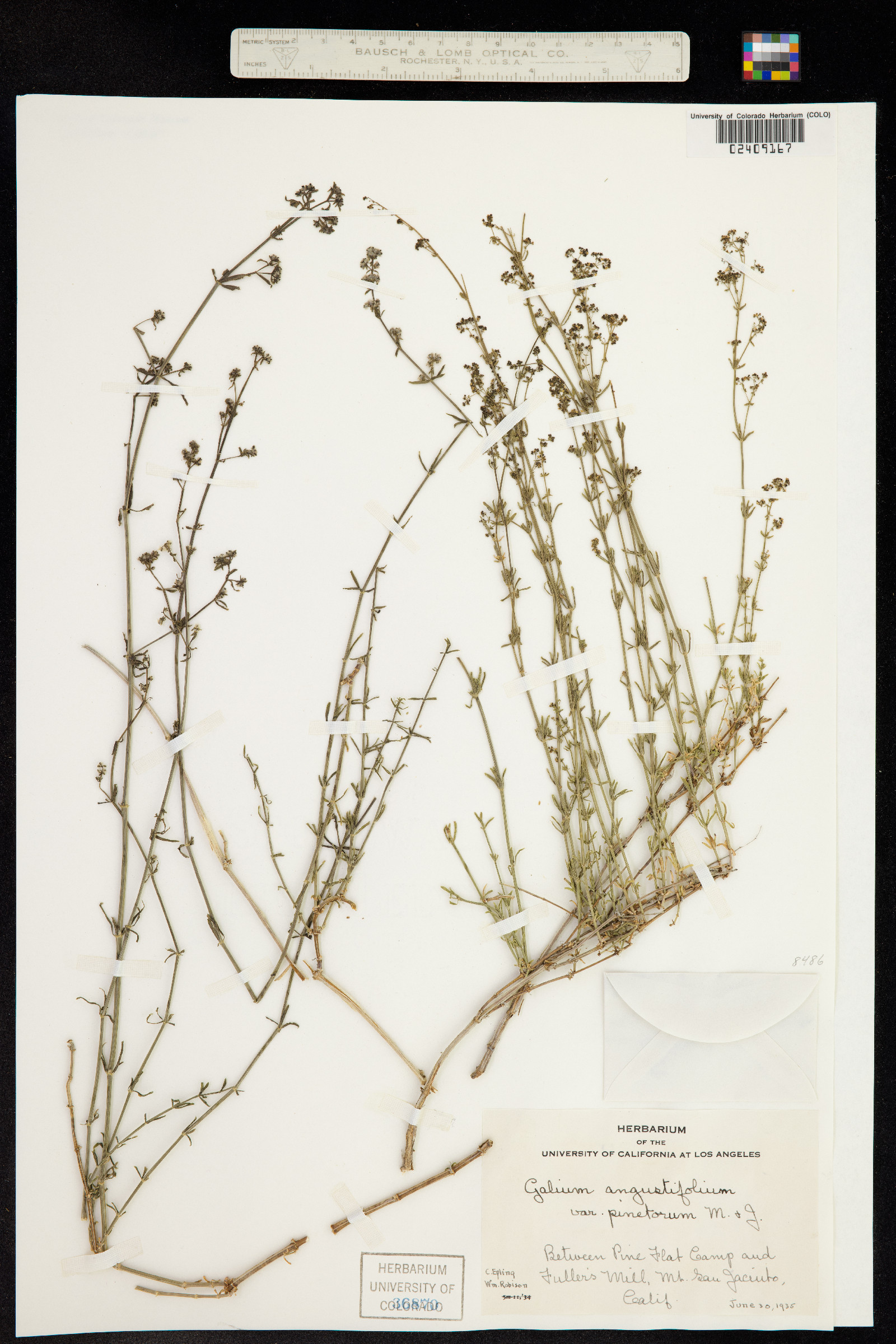 Galium angustifolium image