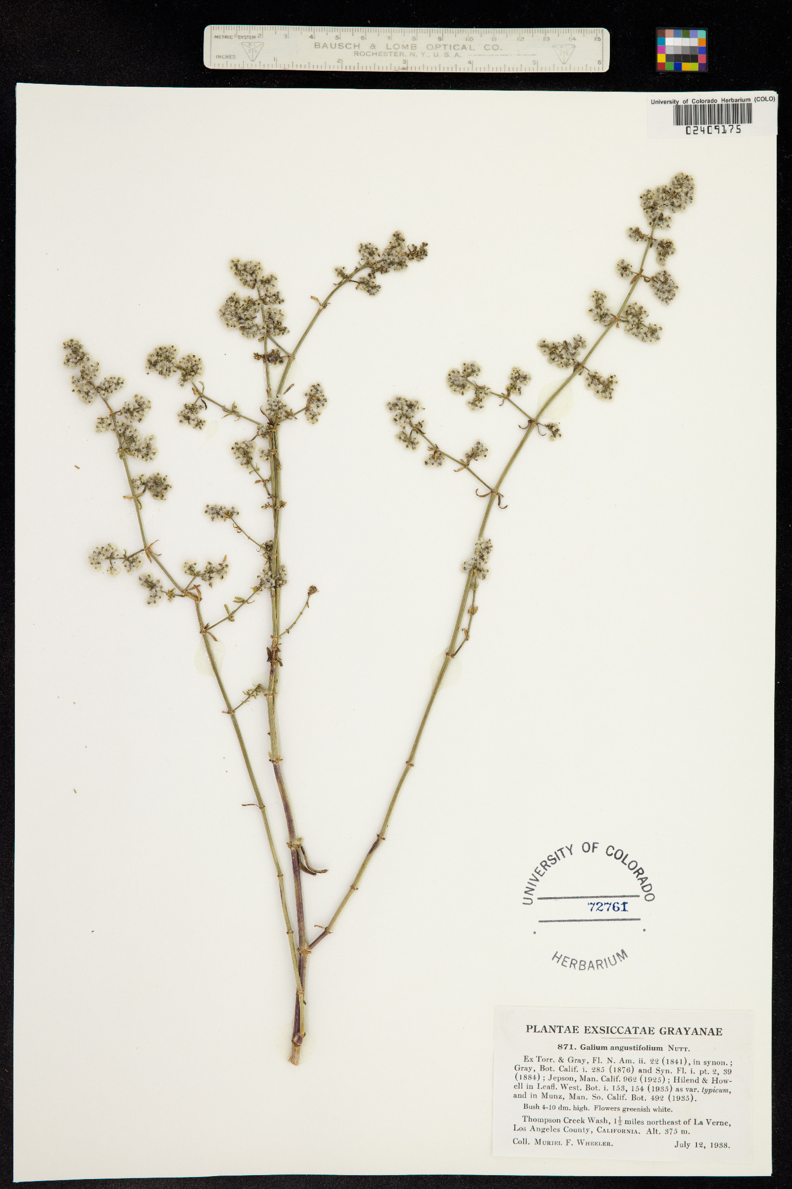 Galium angustifolium image