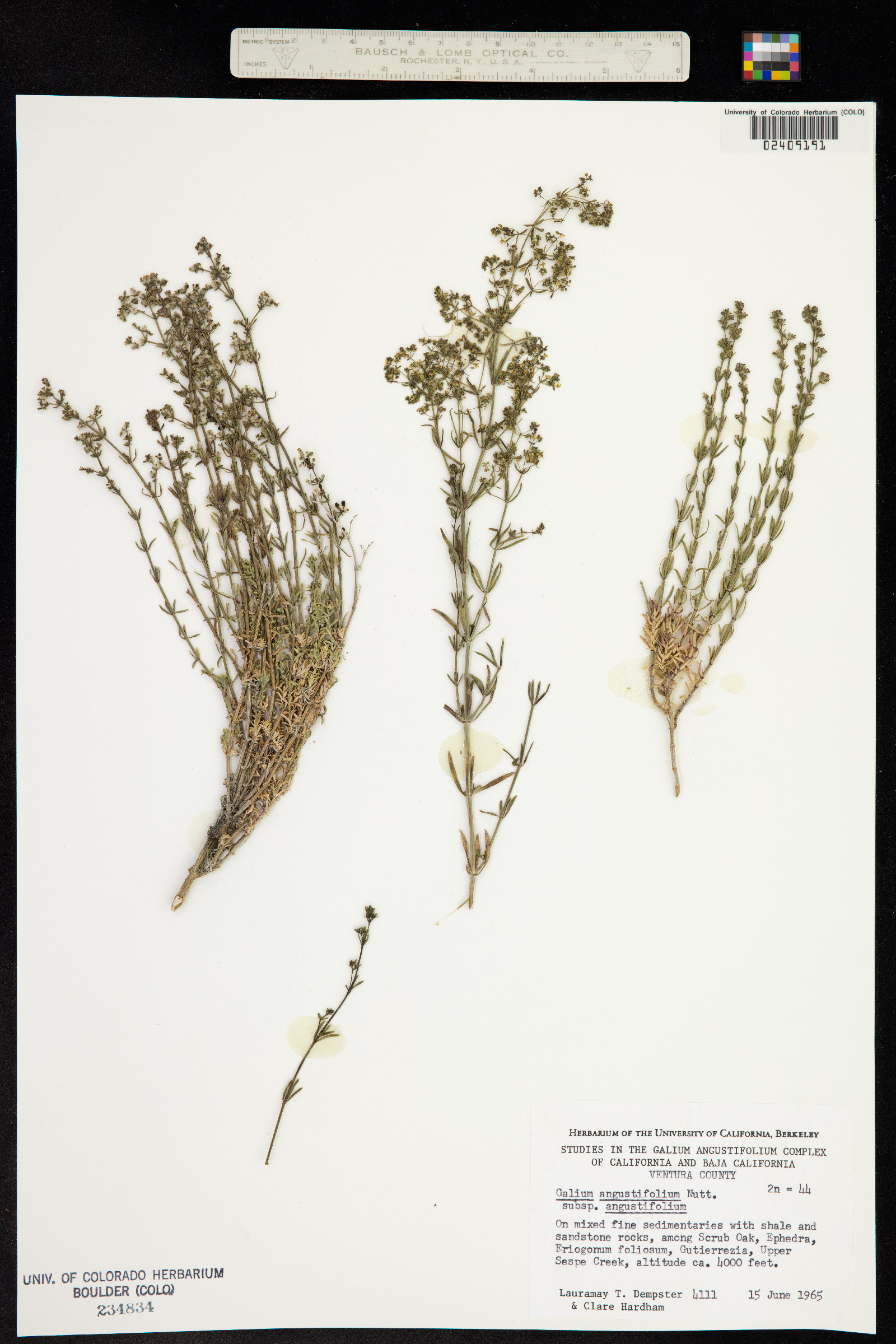 Galium angustifolium image