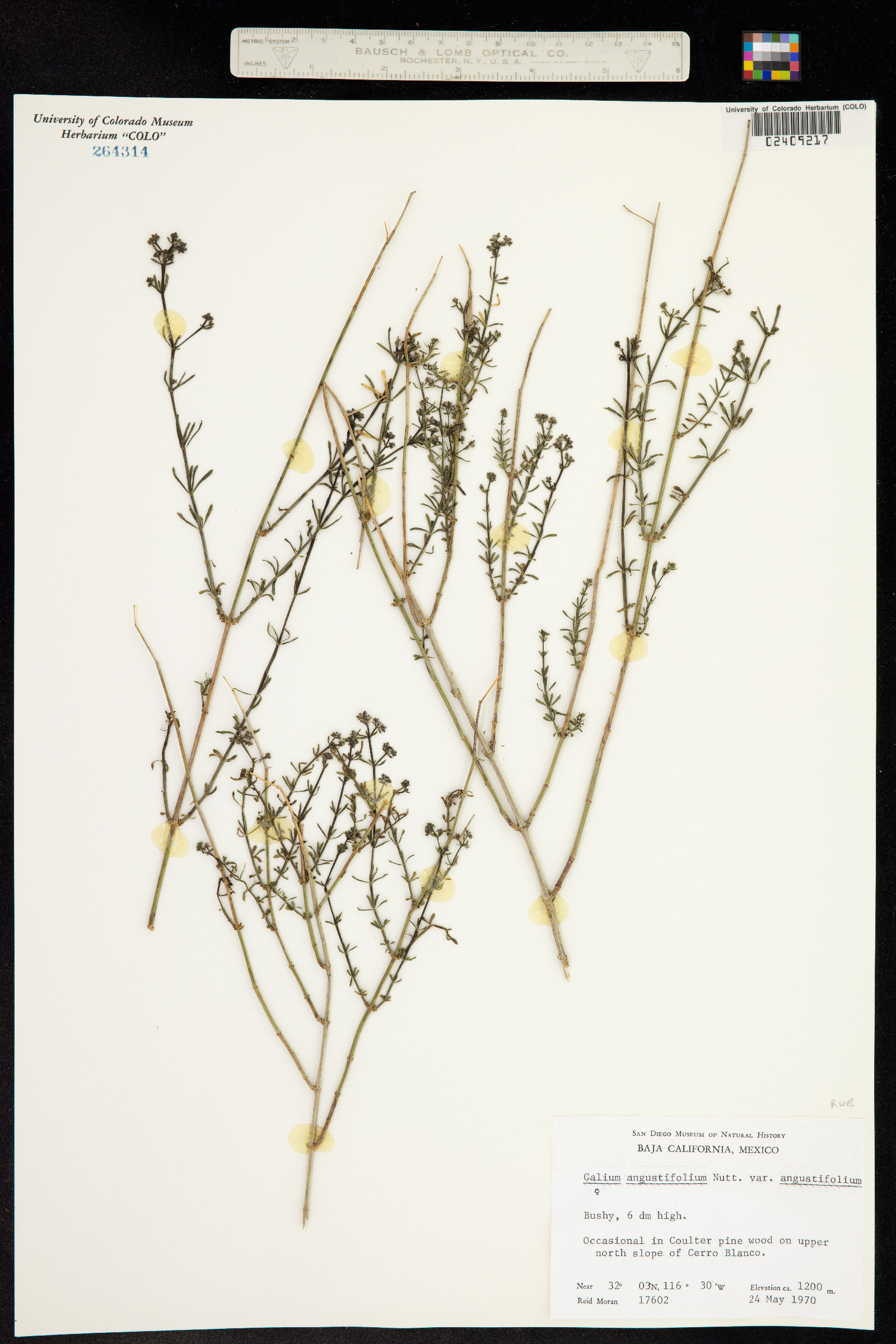 Galium angustifolium image