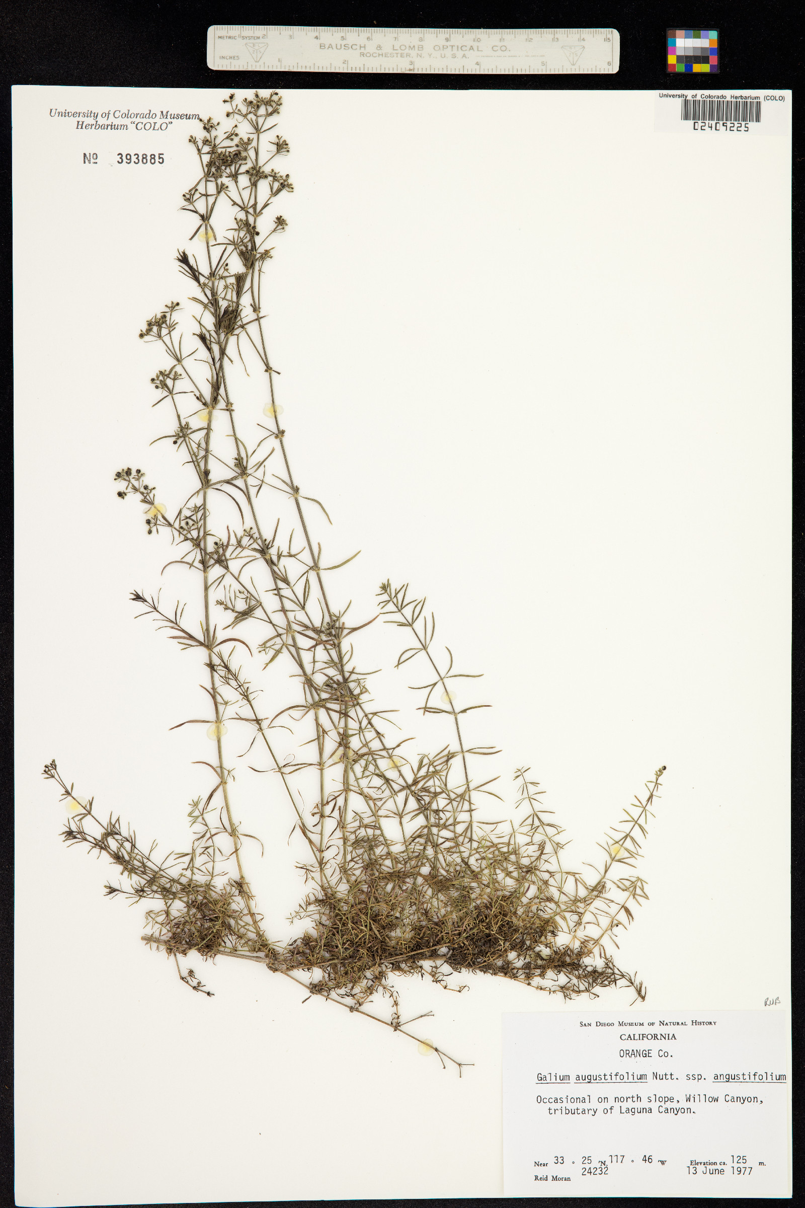 Galium angustifolium image