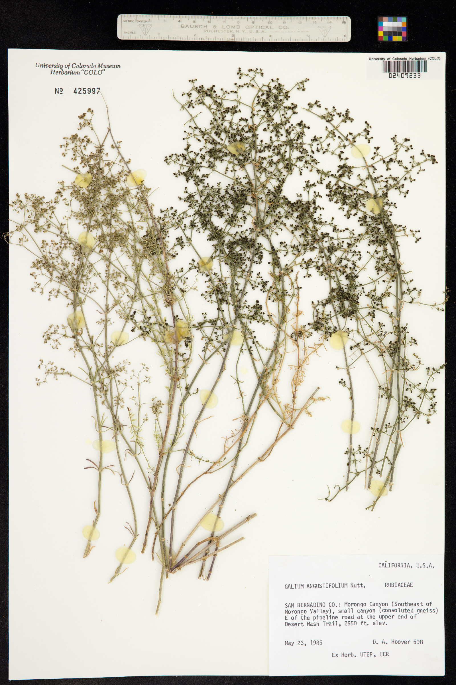 Galium angustifolium image