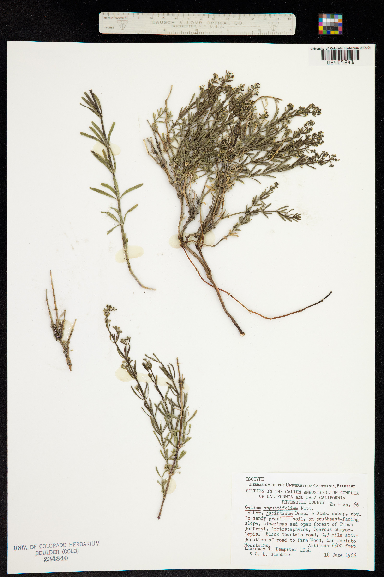 Galium angustifolium image