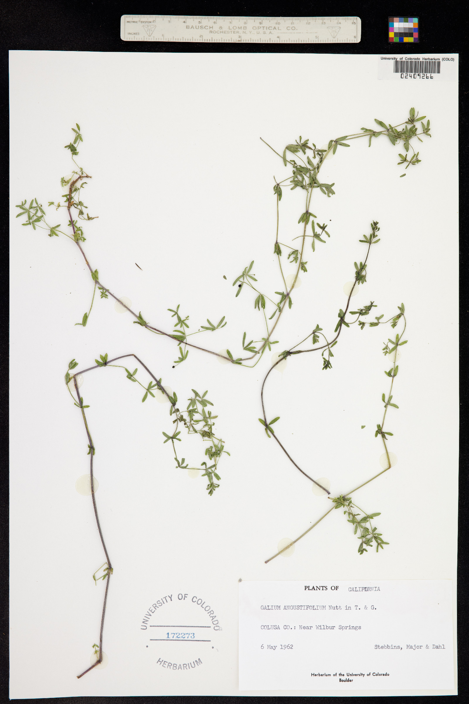 Galium angustifolium image