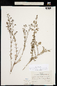 Image of Galium angustifolium