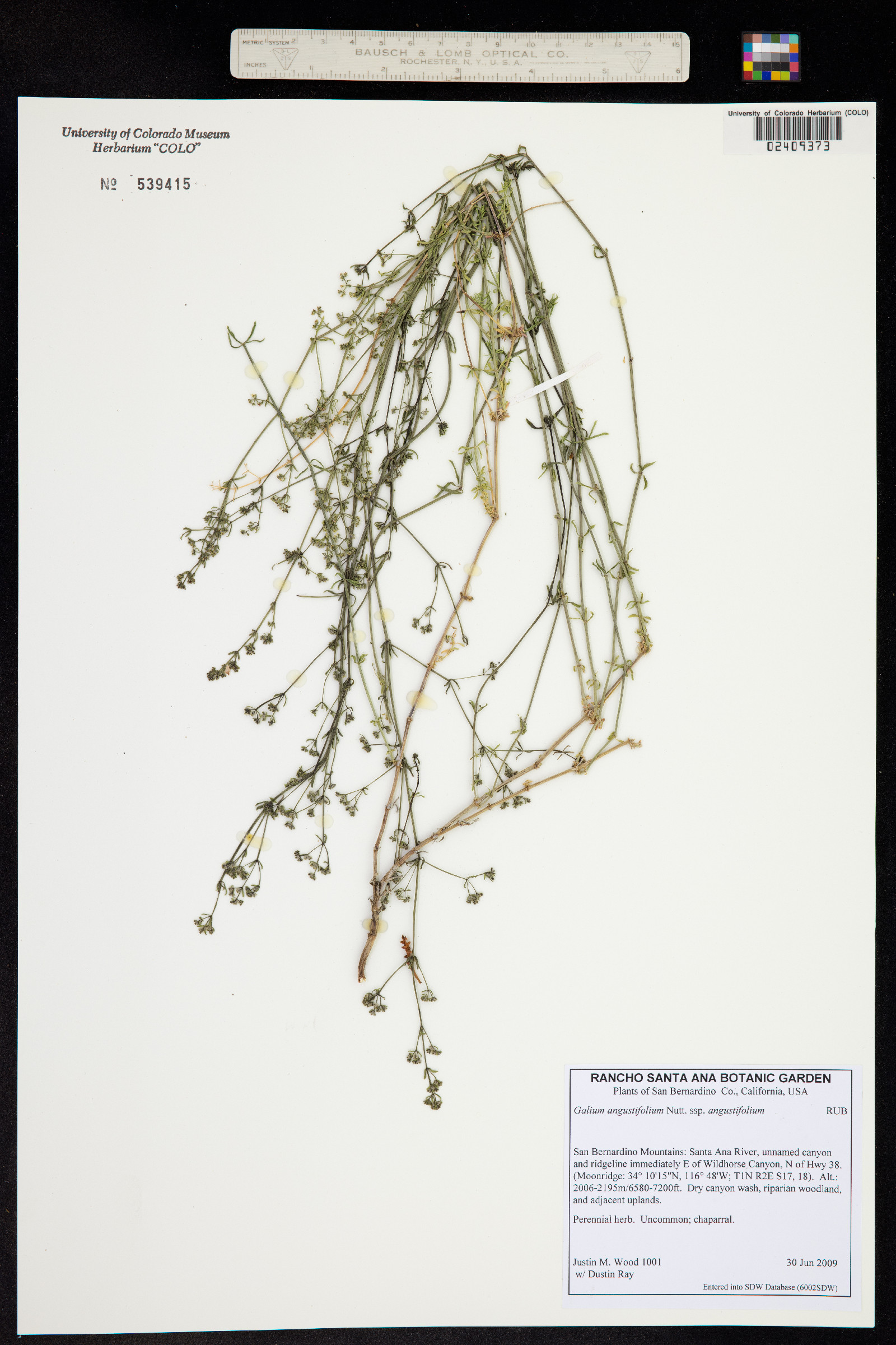 Galium angustifolium image