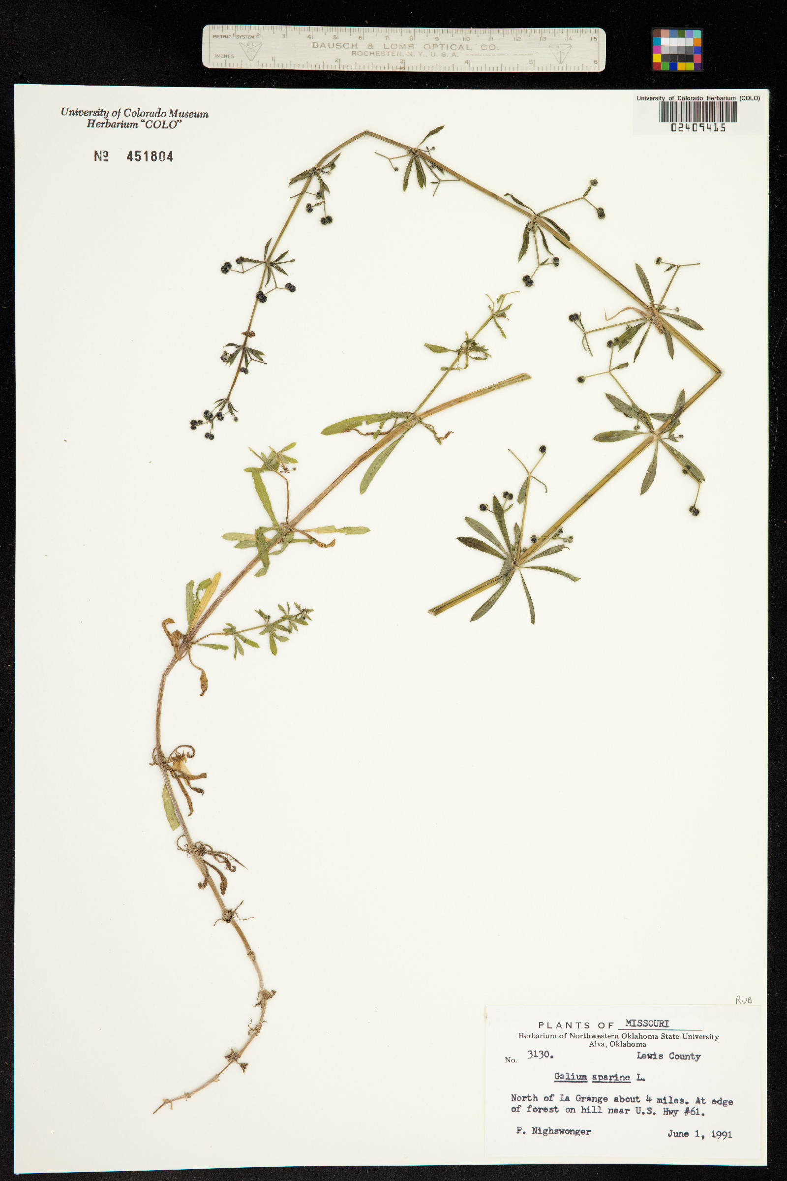 Galium aparine image