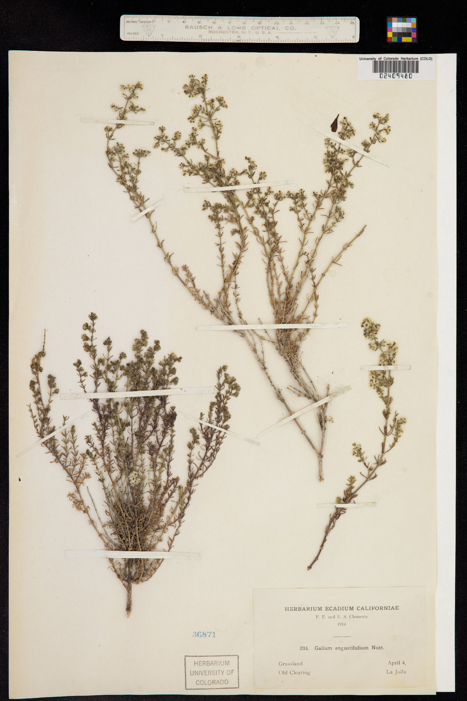 Galium angustifolium image