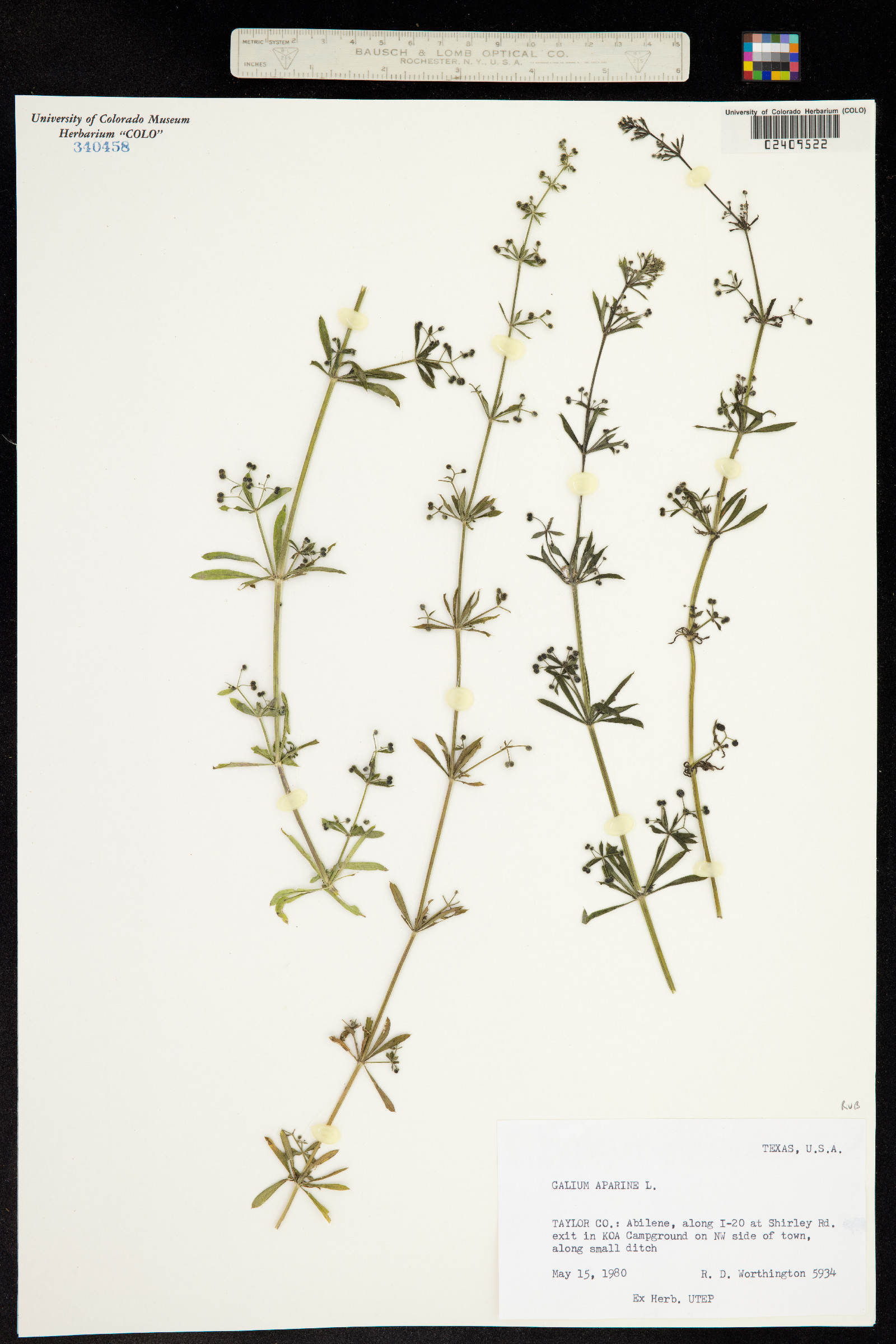 Galium aparine image