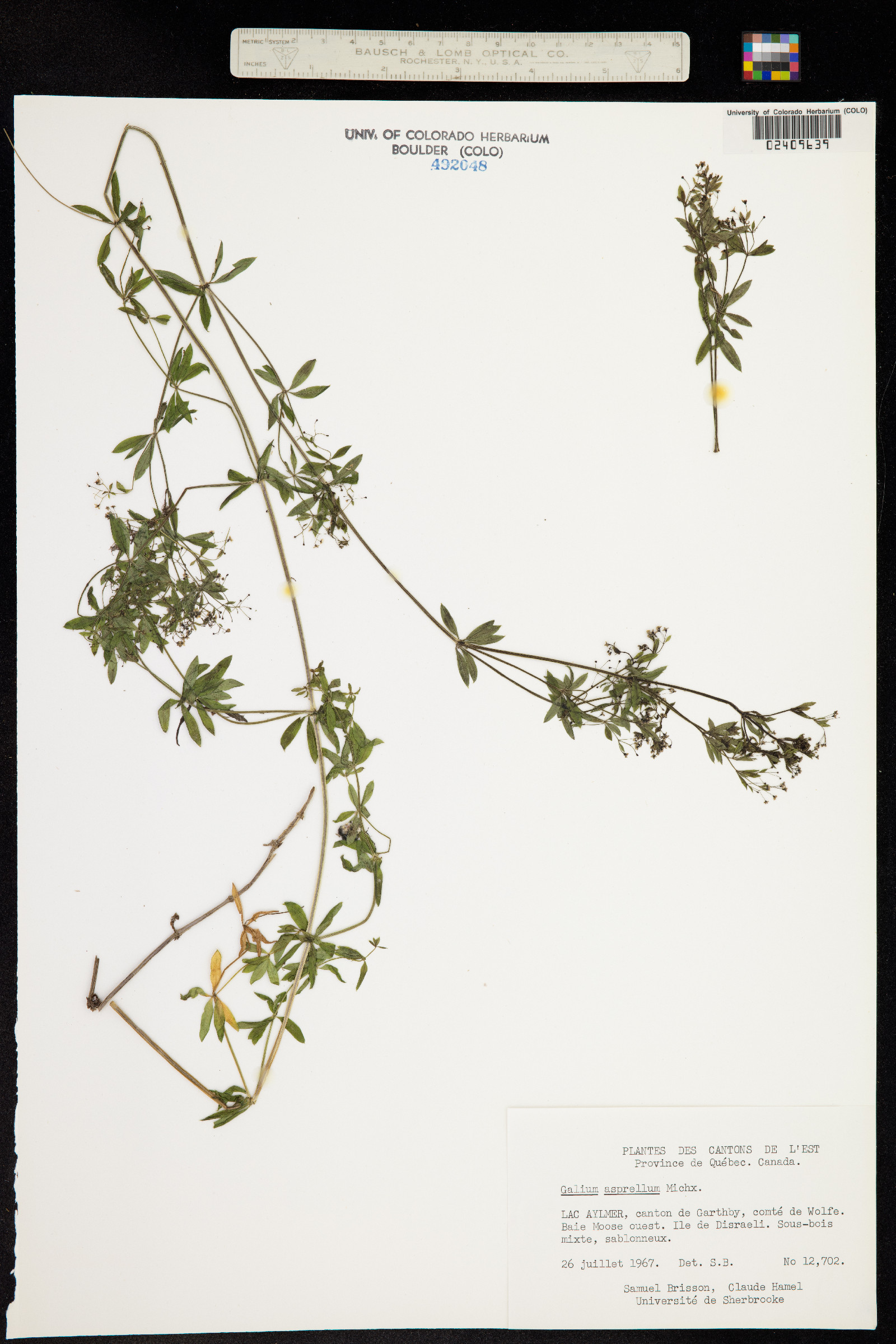 Galium asprellum image