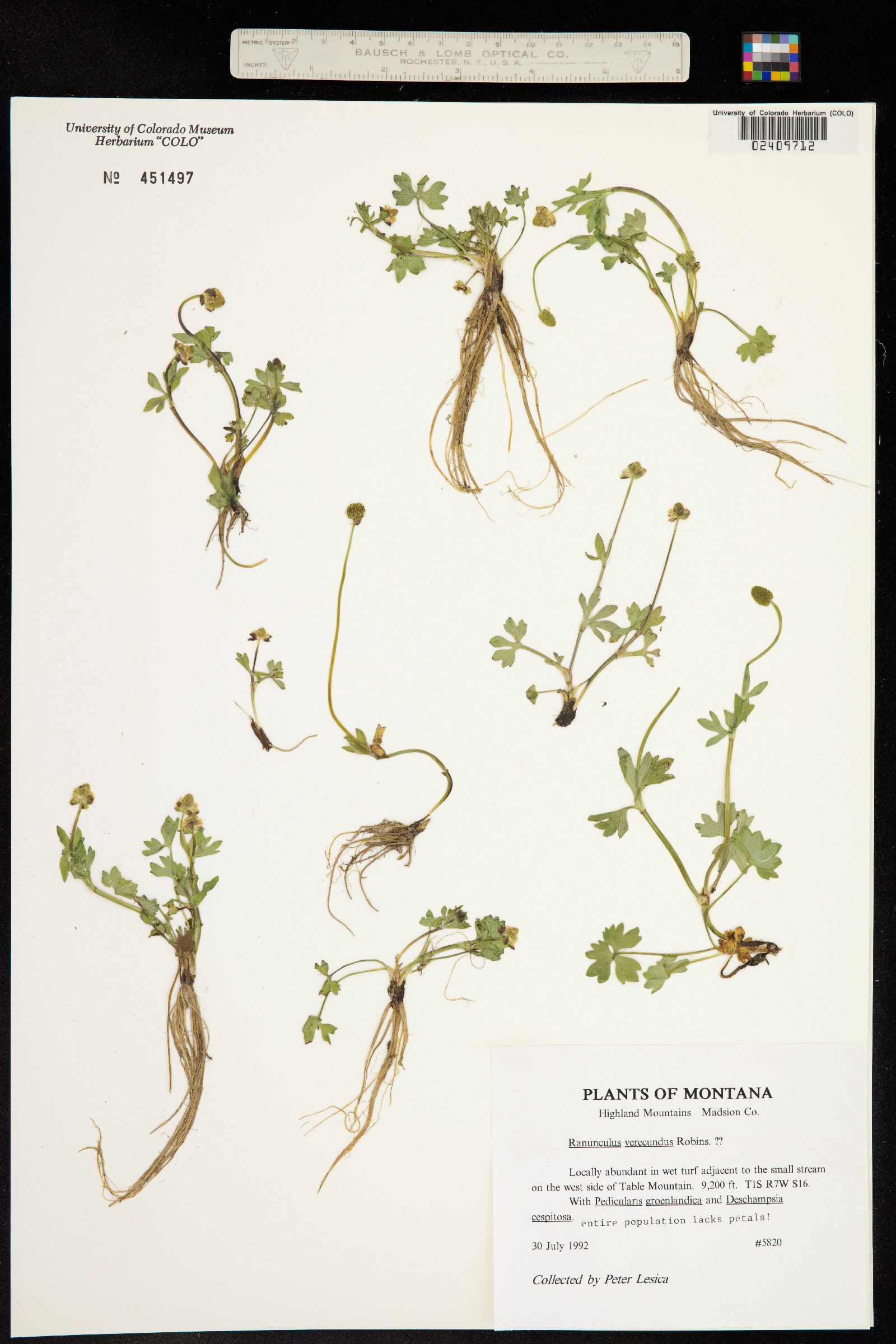 Ranunculus grayi image