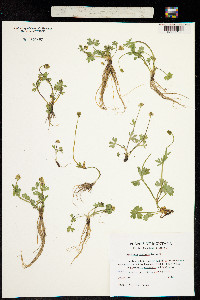 Ranunculus verecundus image