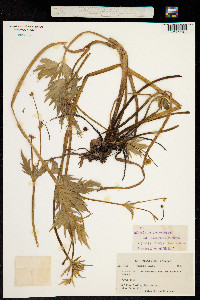 Image of Ranunculus orthorhynchus