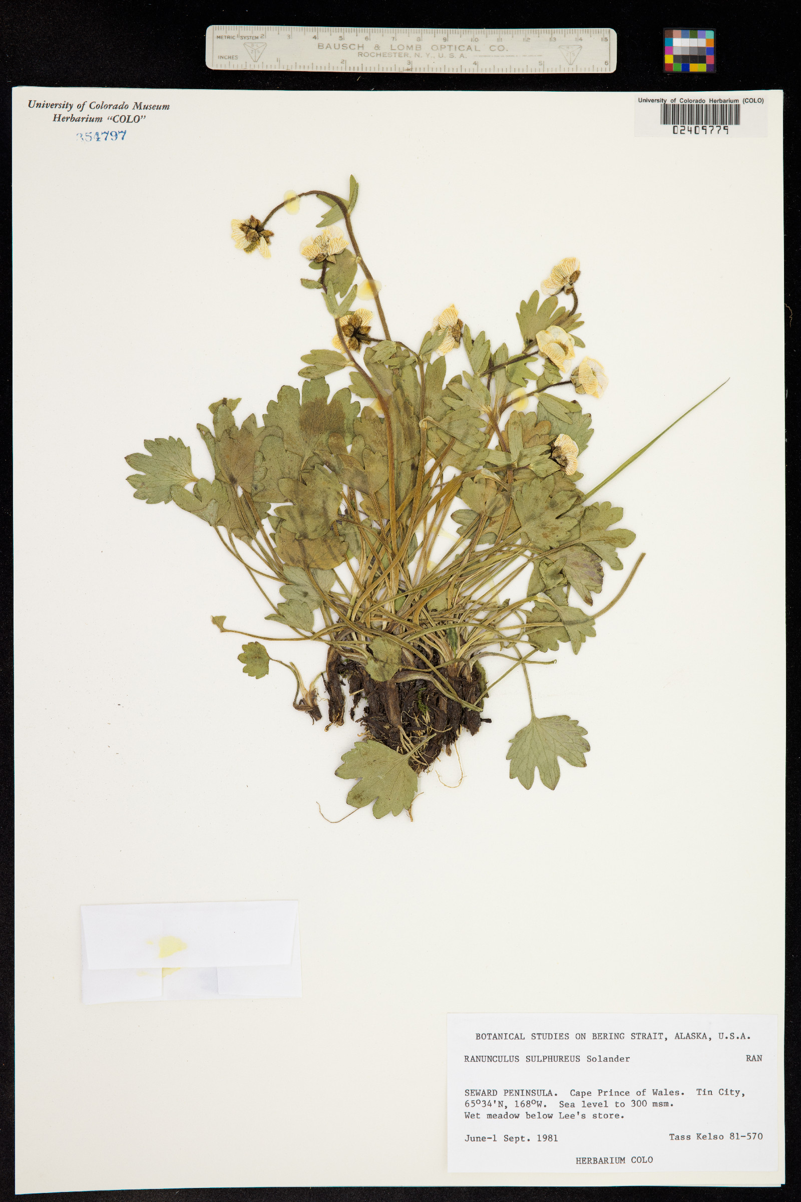 Ranunculus sulphureus image