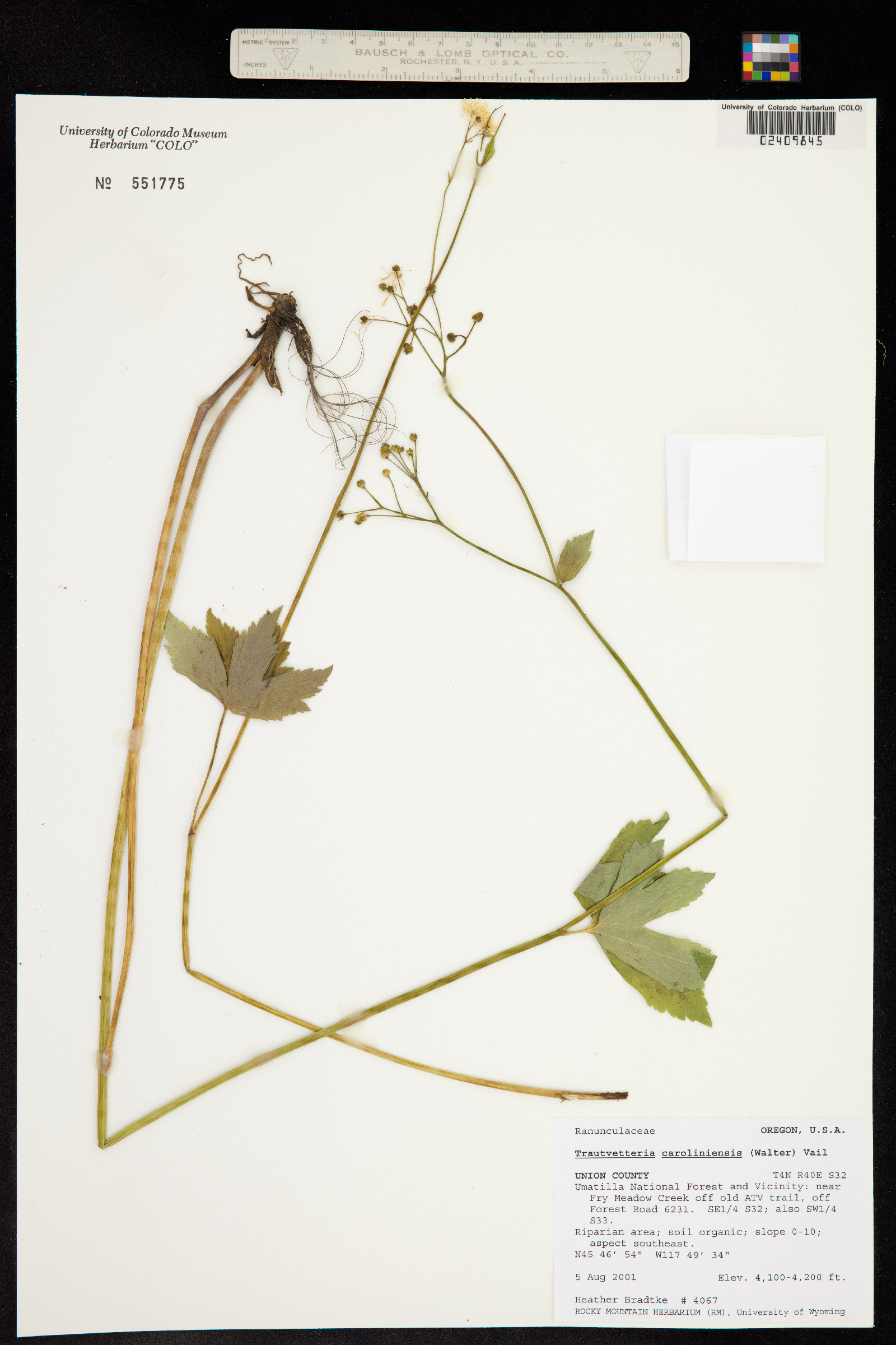Trautvetteria caroliniensis image