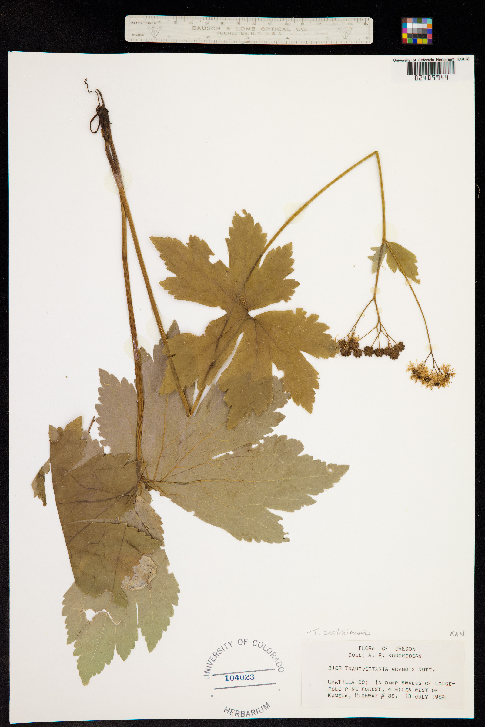 Trautvetteria caroliniensis image