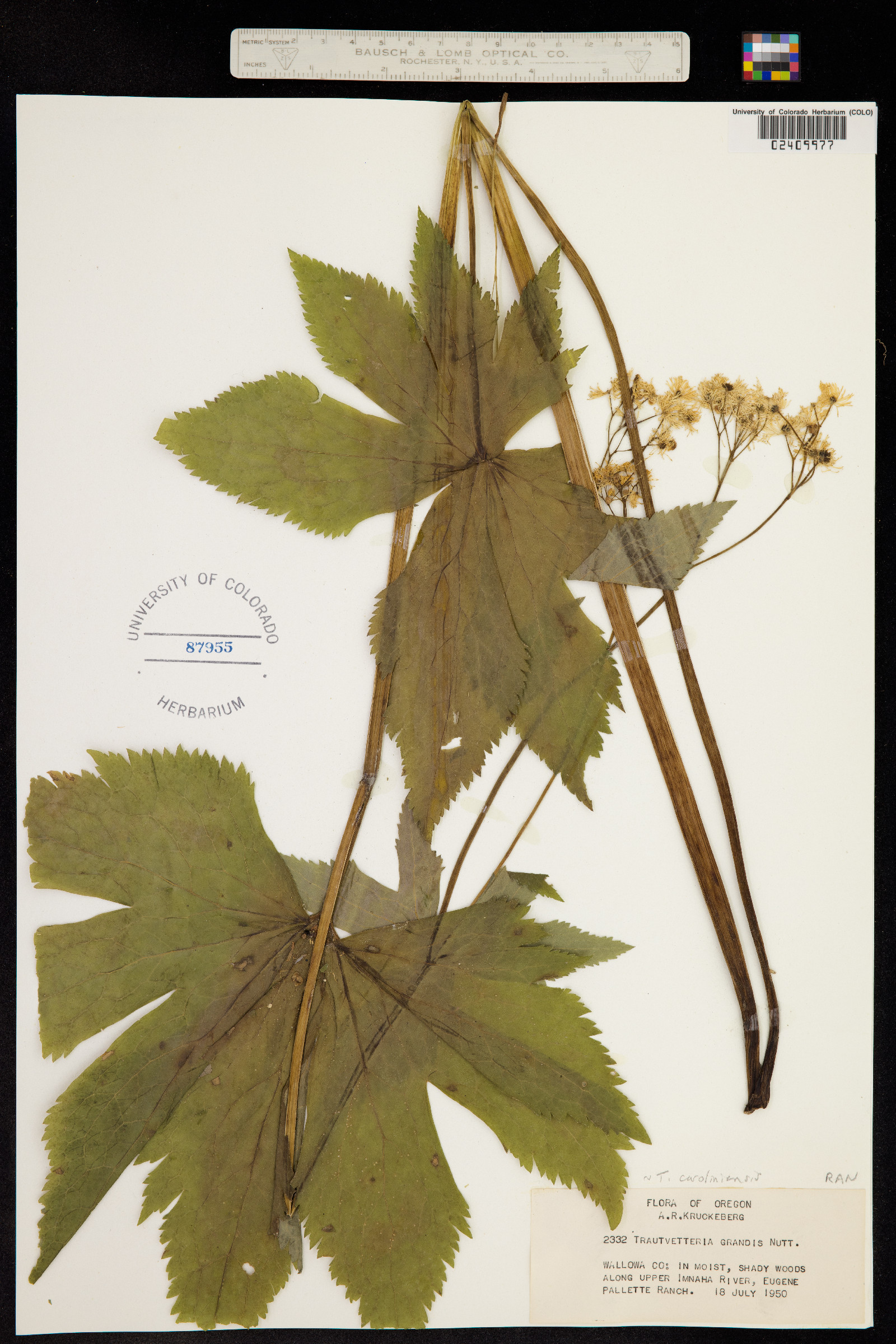 Trautvetteria caroliniensis image
