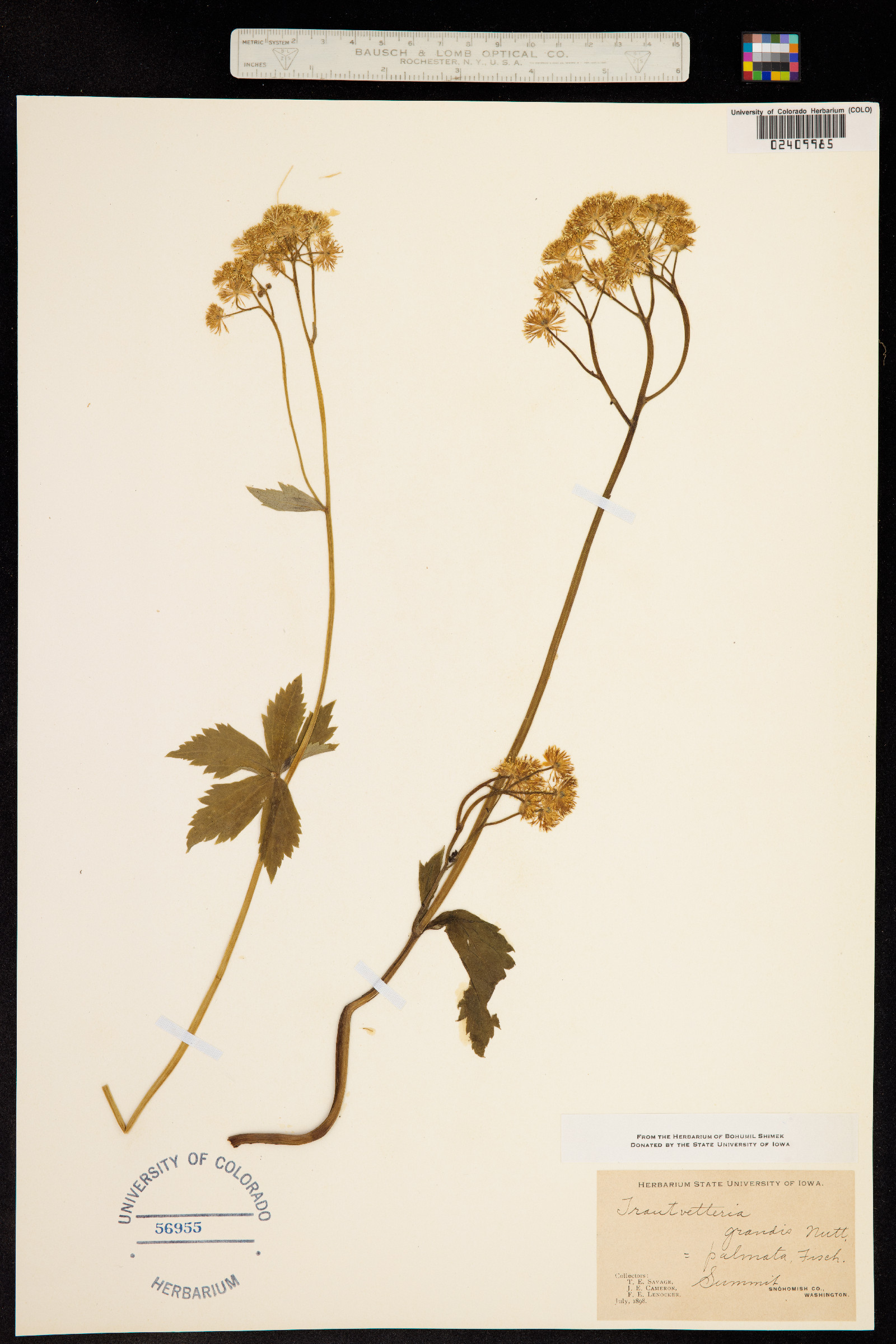 Trautvetteria caroliniensis image