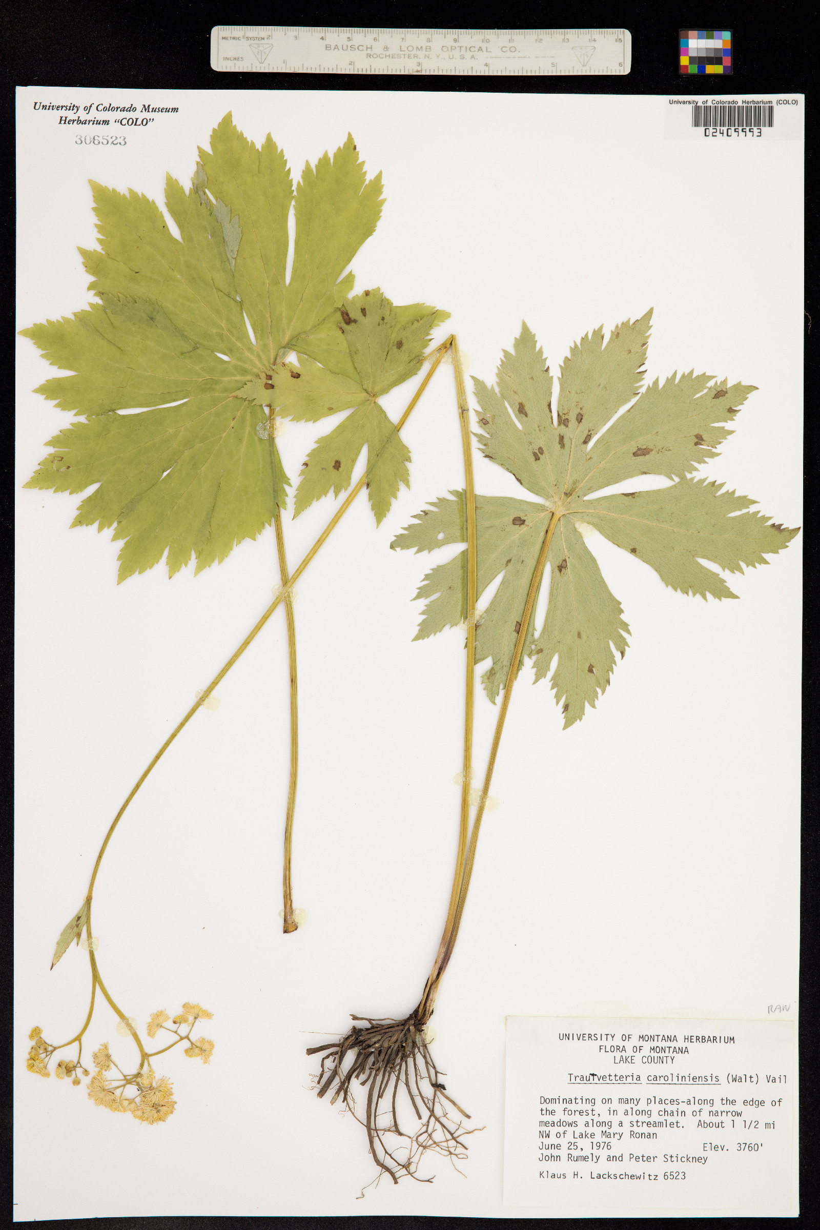 Trautvetteria caroliniensis image