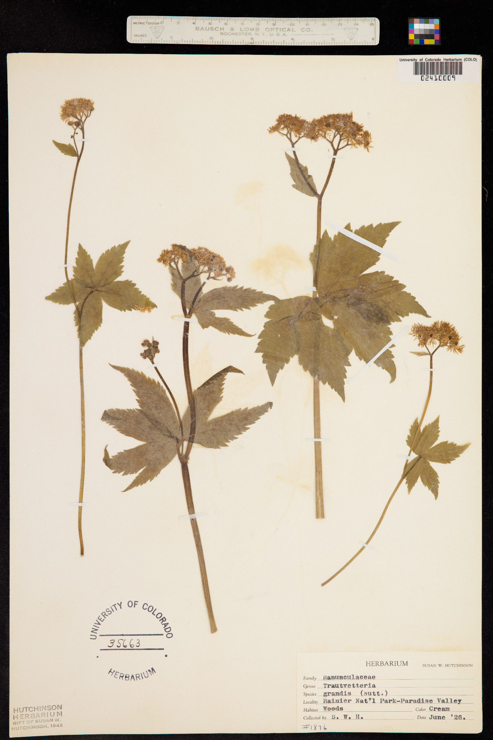 Trautvetteria caroliniensis image